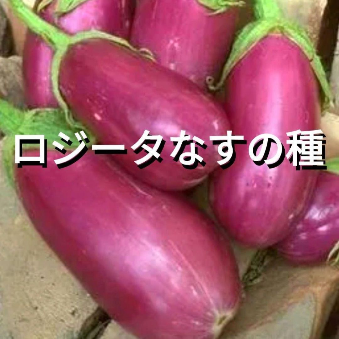ロジータなすの種(自然栽培) ロジータなすの種(自然栽培) - メルカリ