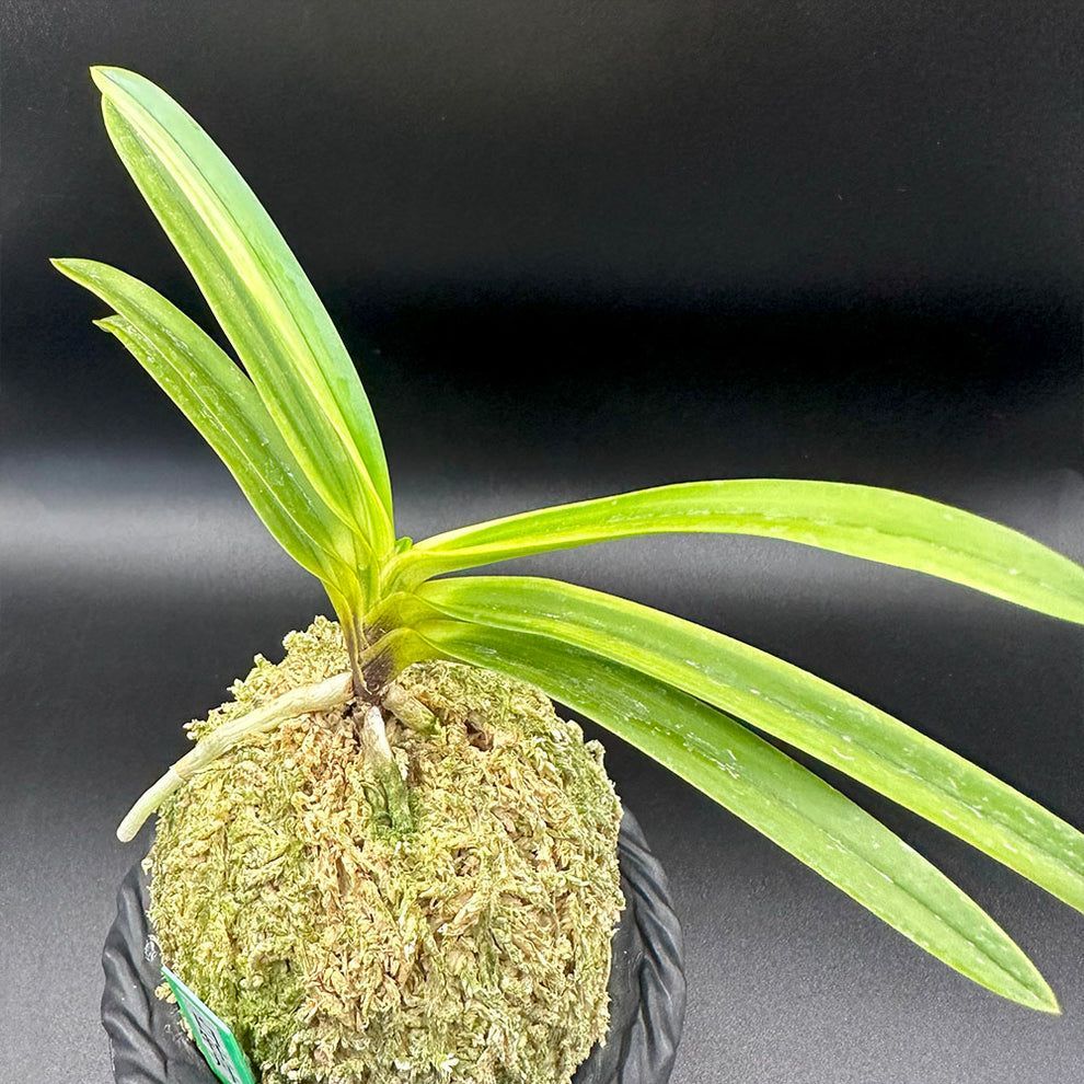 富貴蘭 白牡丹 1本立 はくぼたん T598 フウキラン 蘭 花 - メルカリ