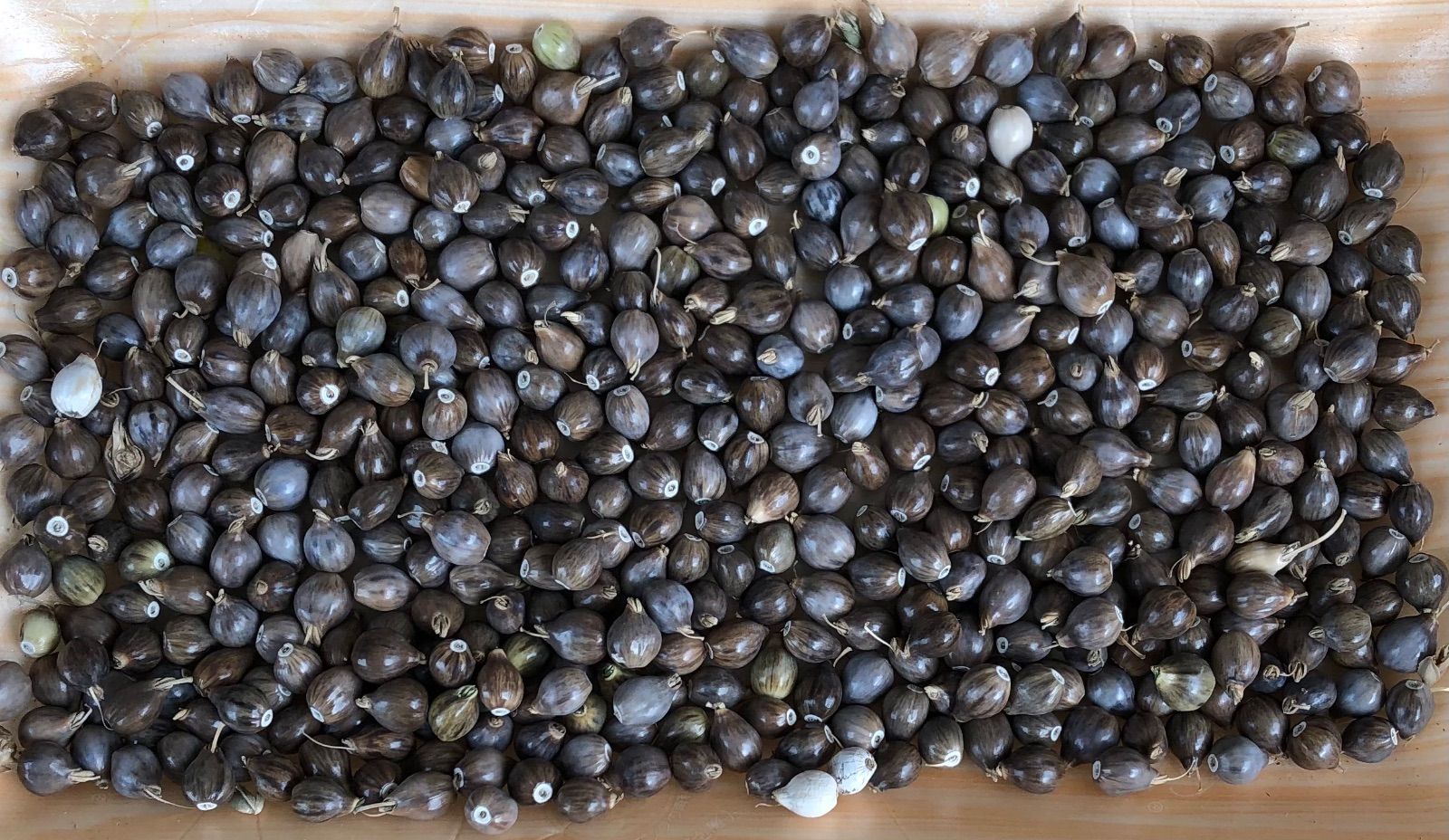 数珠玉(ジュズダマ)の実 200g 無農薬 - メルカリ