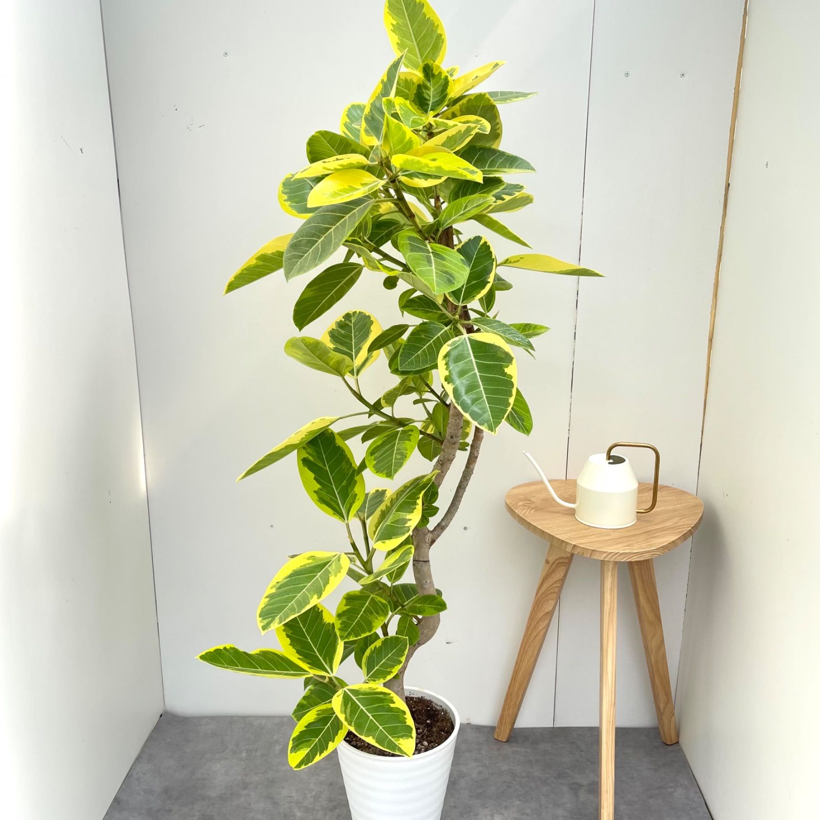 フィカス アルテシマ 曲がり約2.5メートル フィカス：アルテシマ