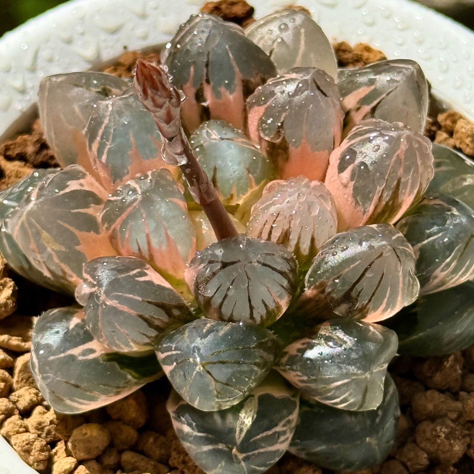 ブラックオブツーサ錦 親株 H1740 超美株 ザ・ファームセレクト