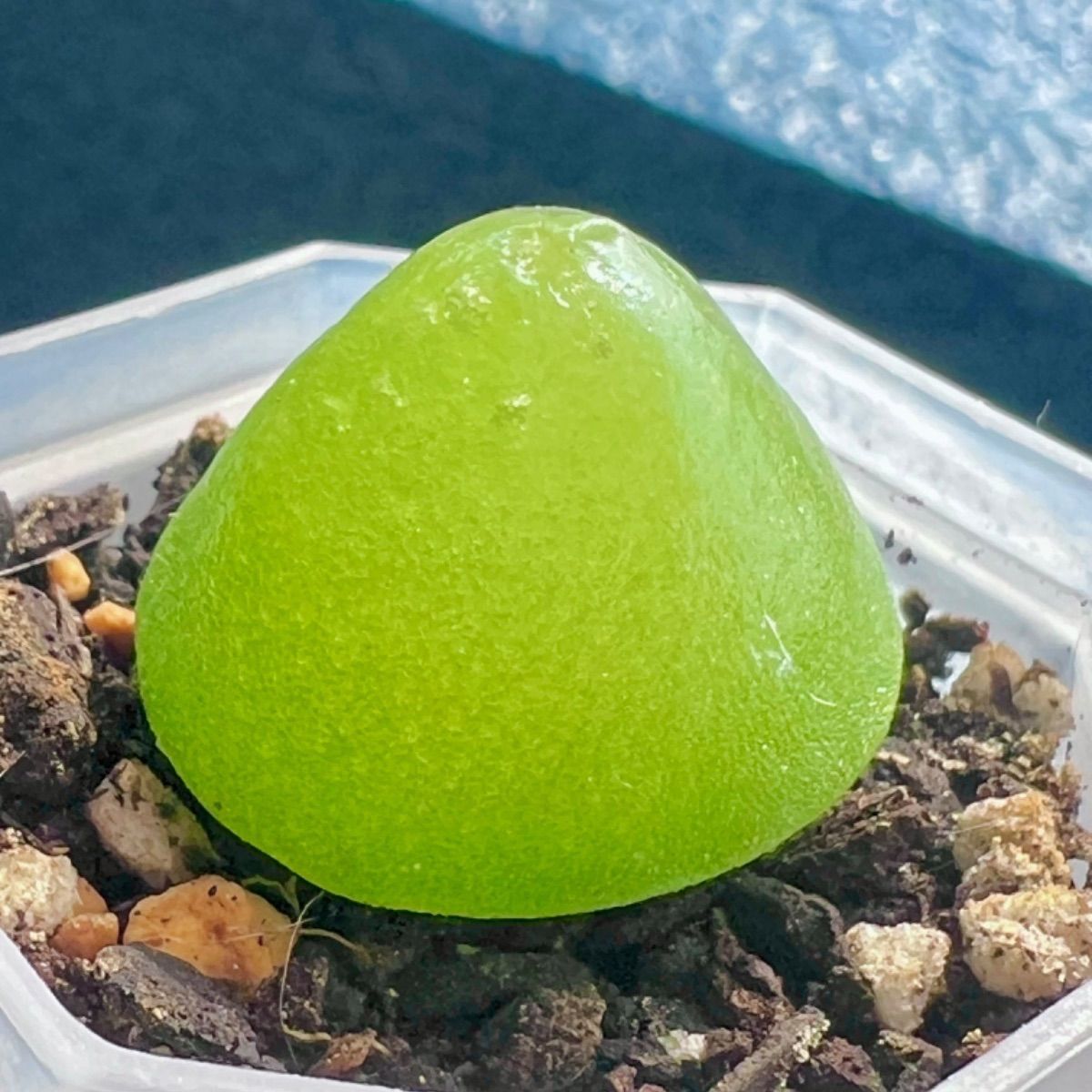ブルゲリ 大 その2 33mm コノフィツム 多肉植物 ブルゲリ 大 その2 33mm コノフィツム 多肉植物