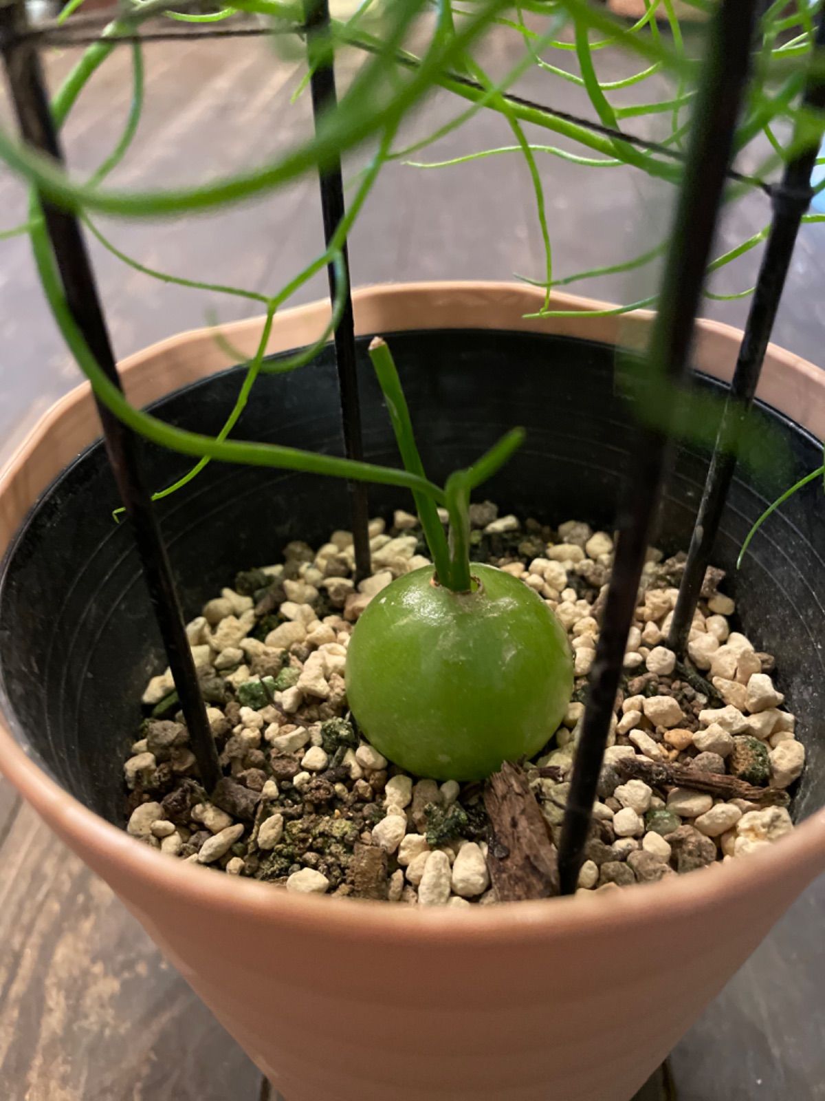 希少！多肉植物『蒼角殿ソウカクデン』 - 京都のお花屋さん ミル