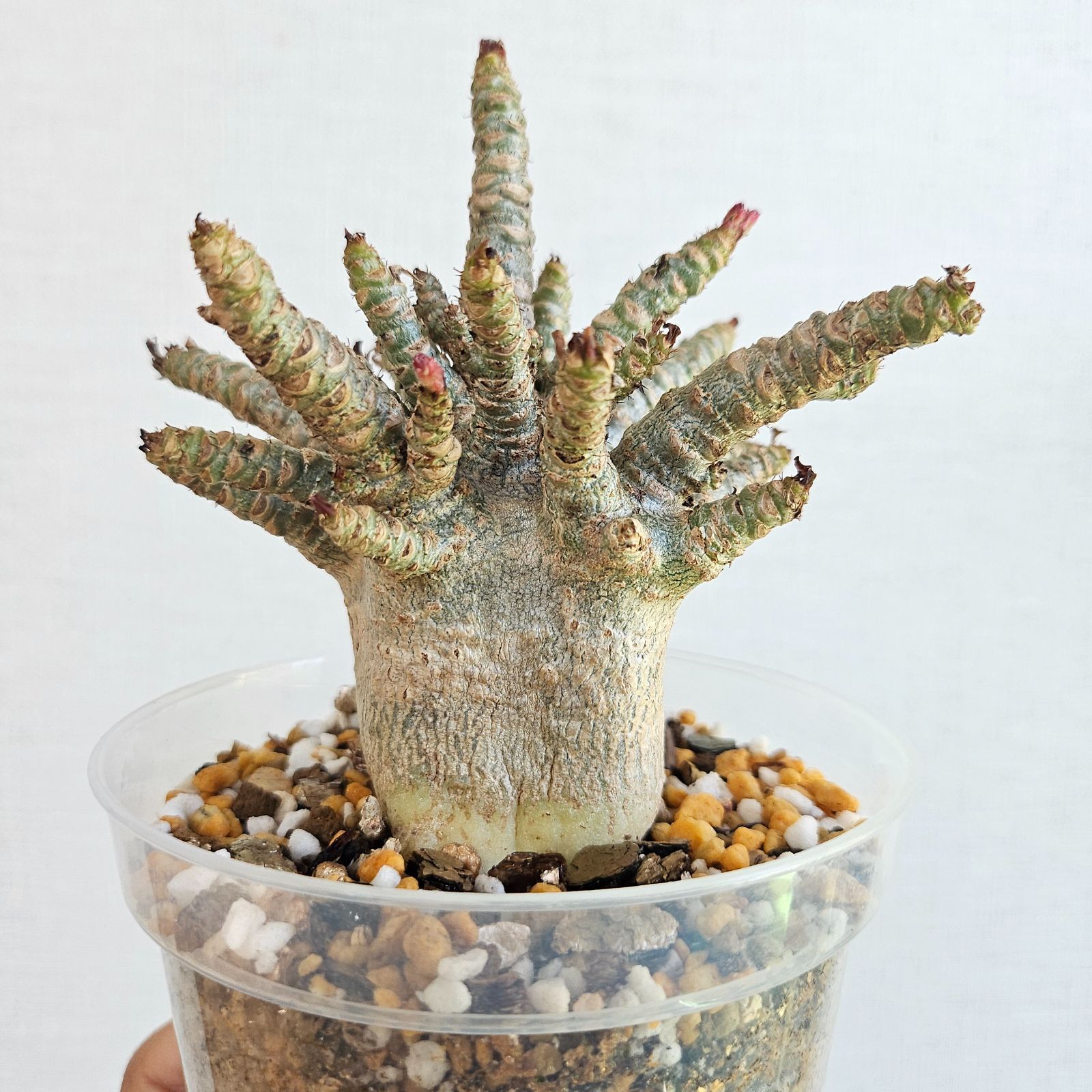大人気，定番人気】 良型】アデニウム・アラビカム Adenium arabicum