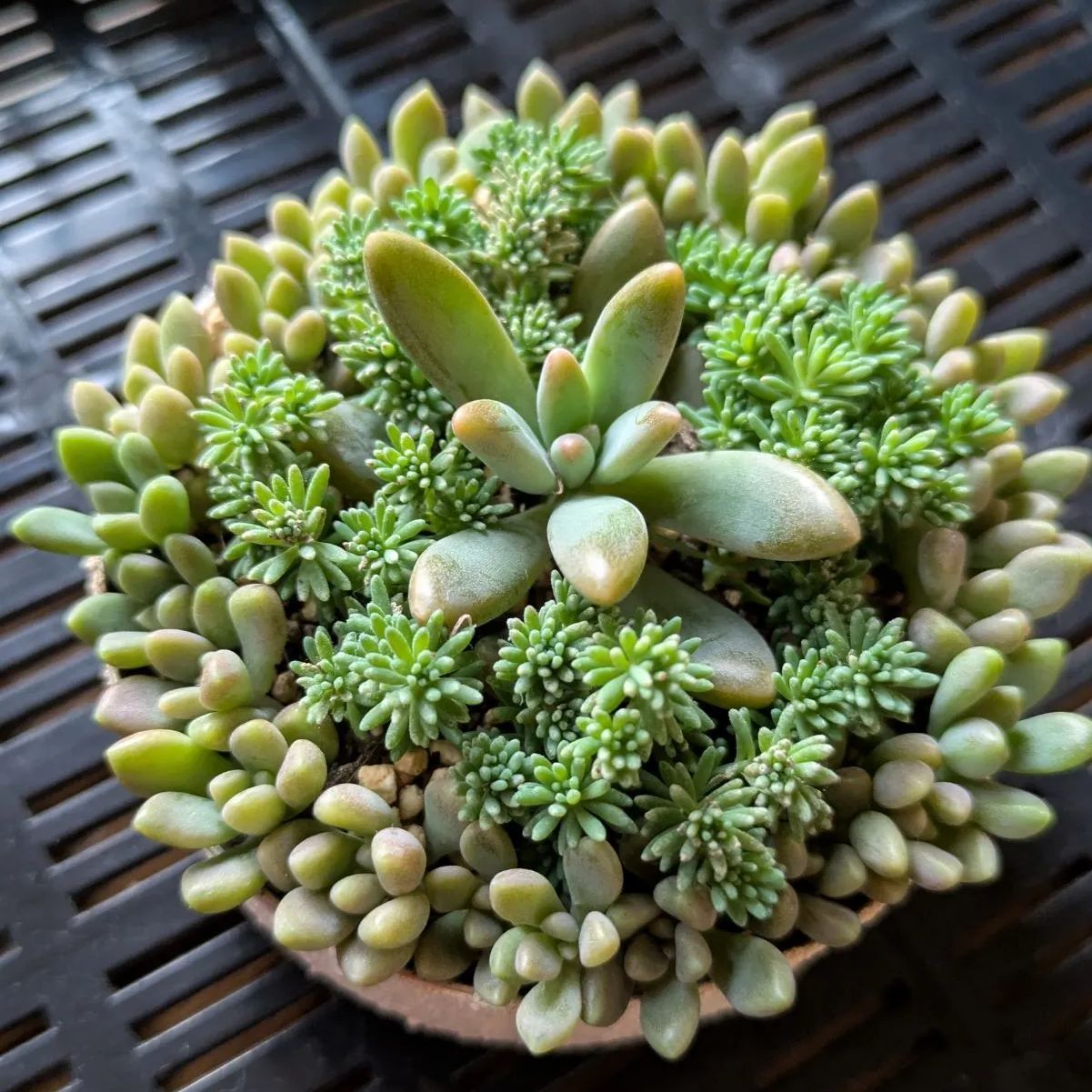 多肉植物 カット苗 秀麗姫秋麗寄せ植えセット 8センチ缶 - メルカリ
