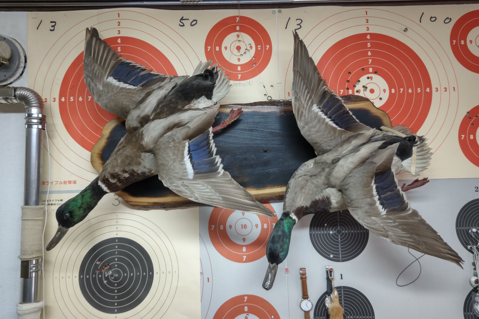 鴨の剥製(対) 実物の鴨の剥製 対