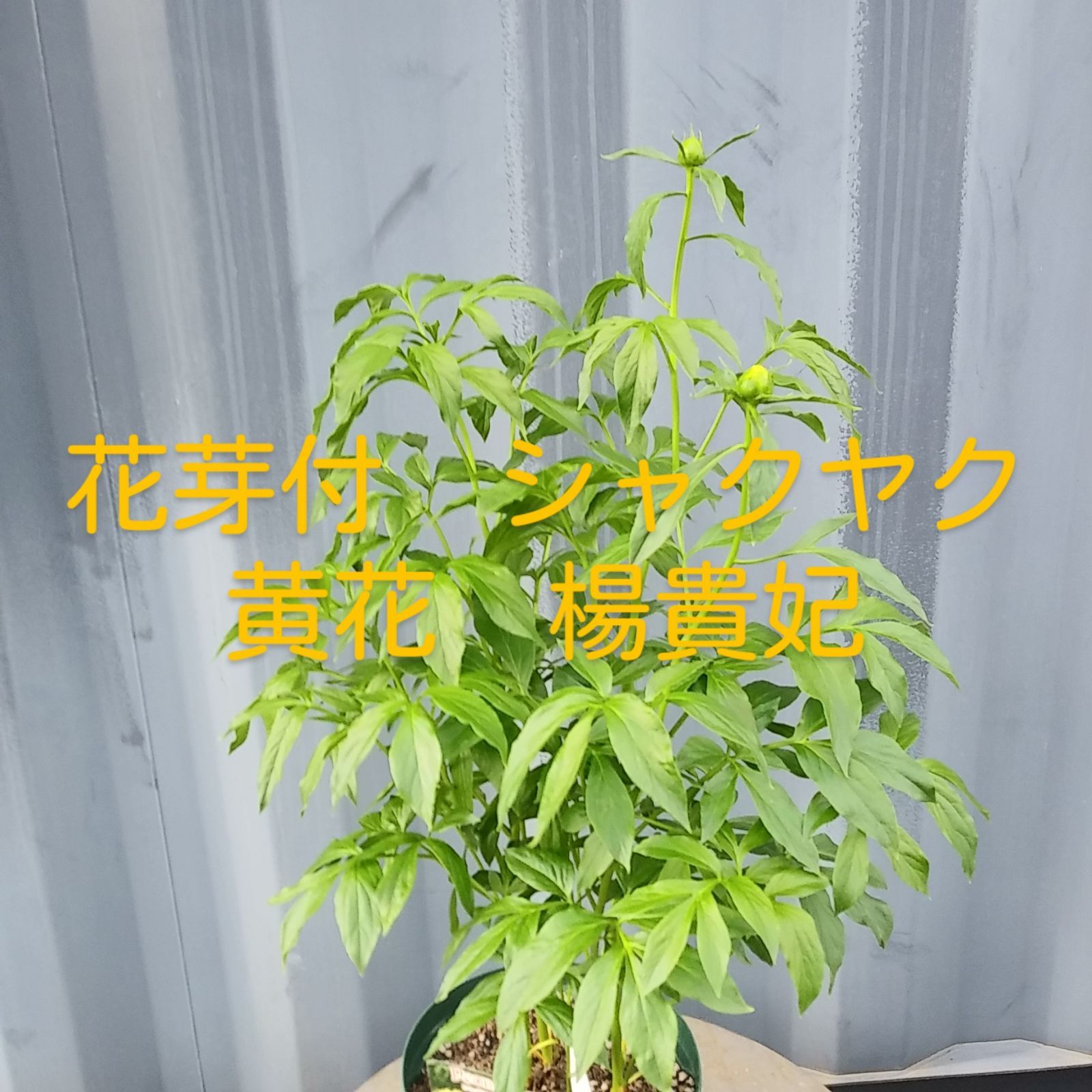 楊貴妃 現品大株 花芽付きシャクヤク || 黄花八重 || 芍薬7号スリット鉢 ||
