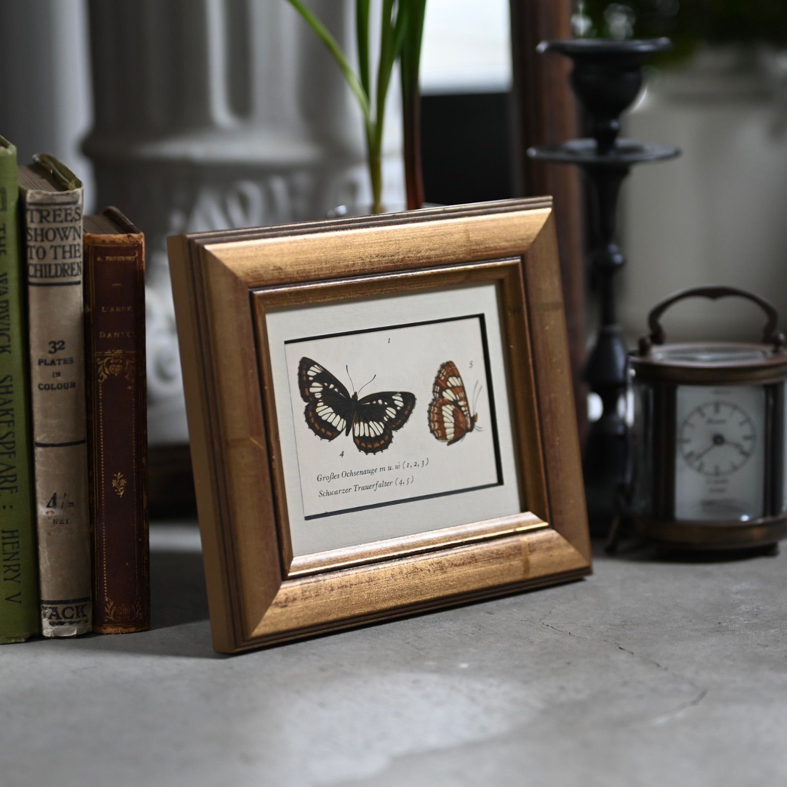 ヴィンテージフレーム「フタスジチョウ」希少なヴィンテージ図鑑の