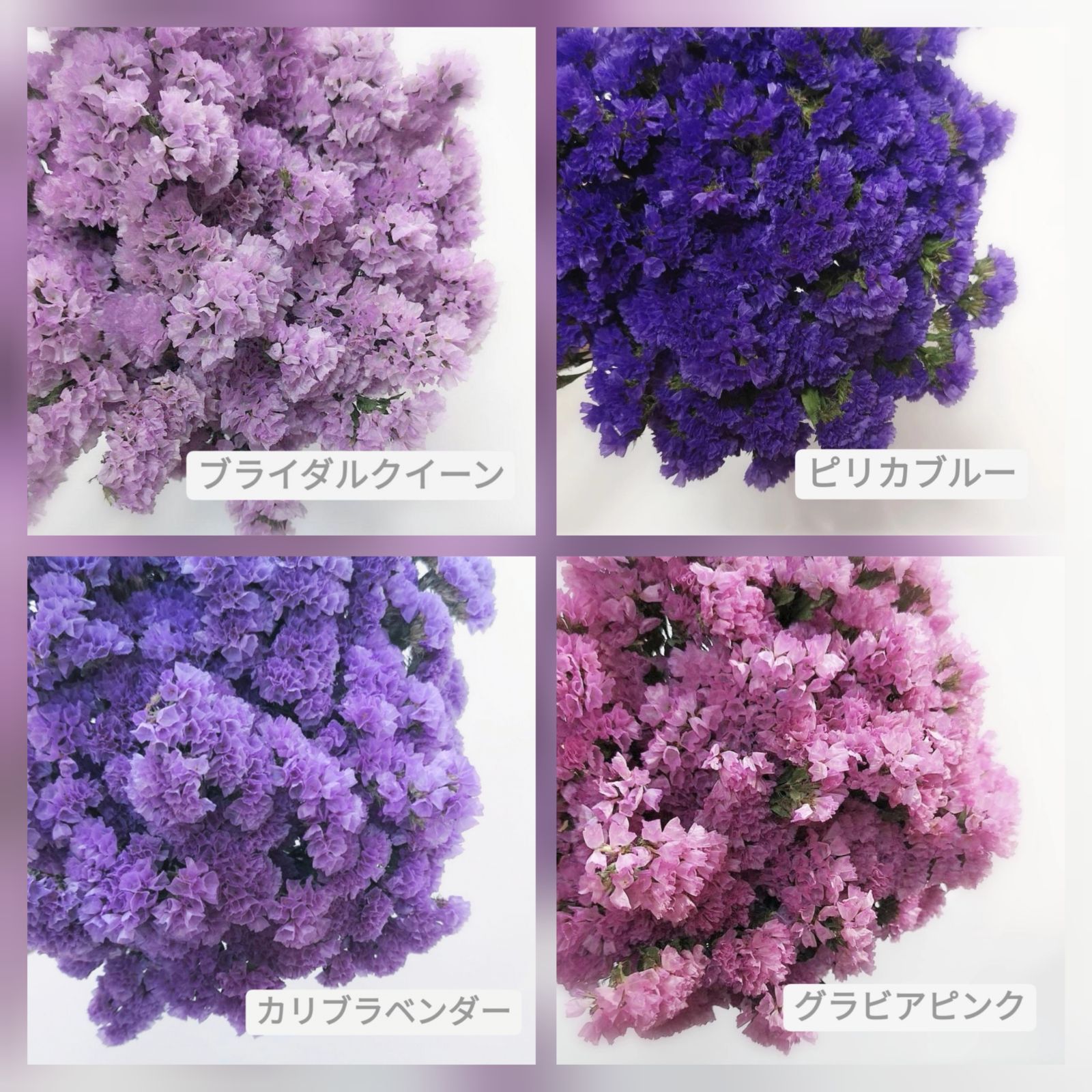 こでまり様専用 92様【処分/訳あり】押し花素材:コデマリ 250個 こでまり様専用 92様【処分/訳あり】押し花素材:コデマリ 250個