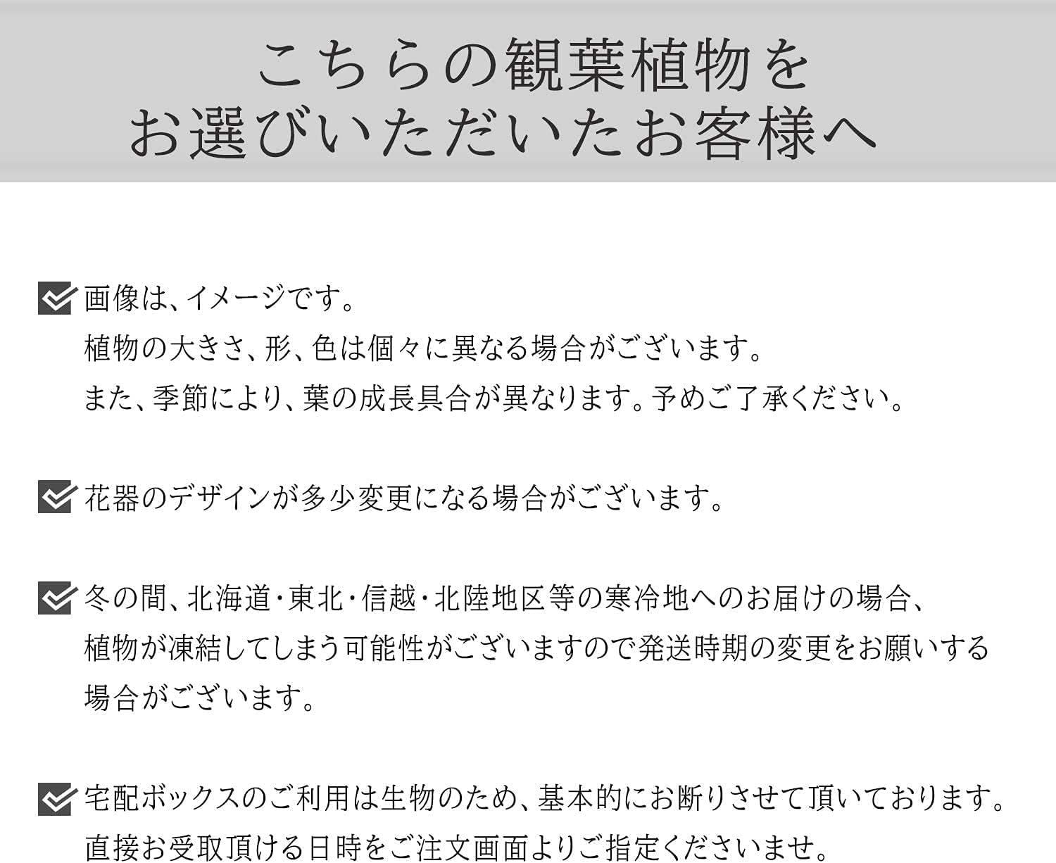 7号 観葉