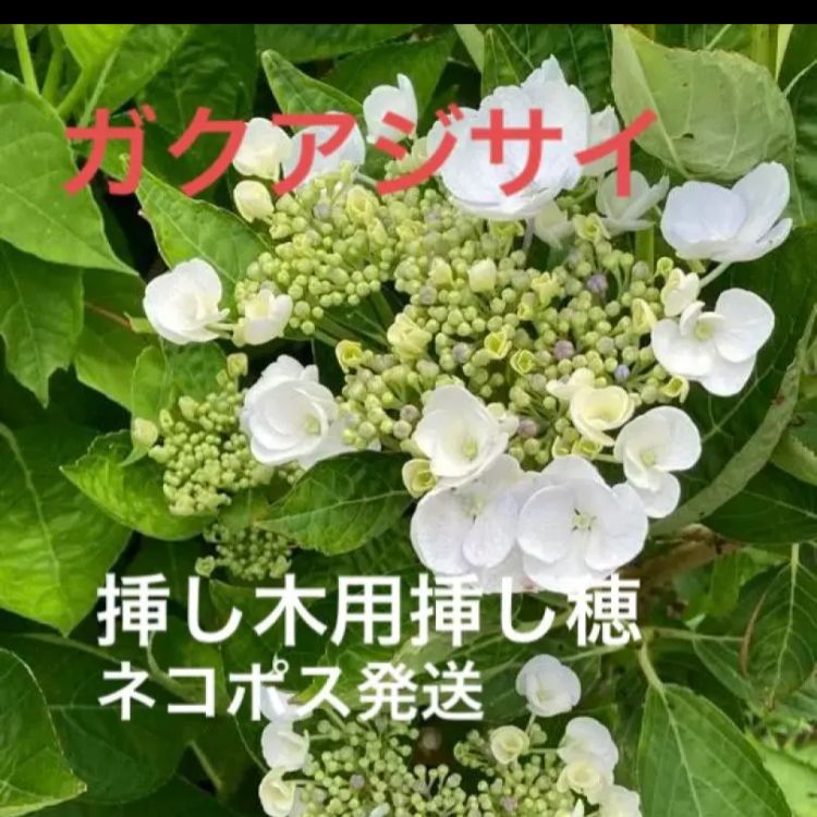 ガクアジサイ挿し木用[挿し穂]セット - 植物/観葉植物