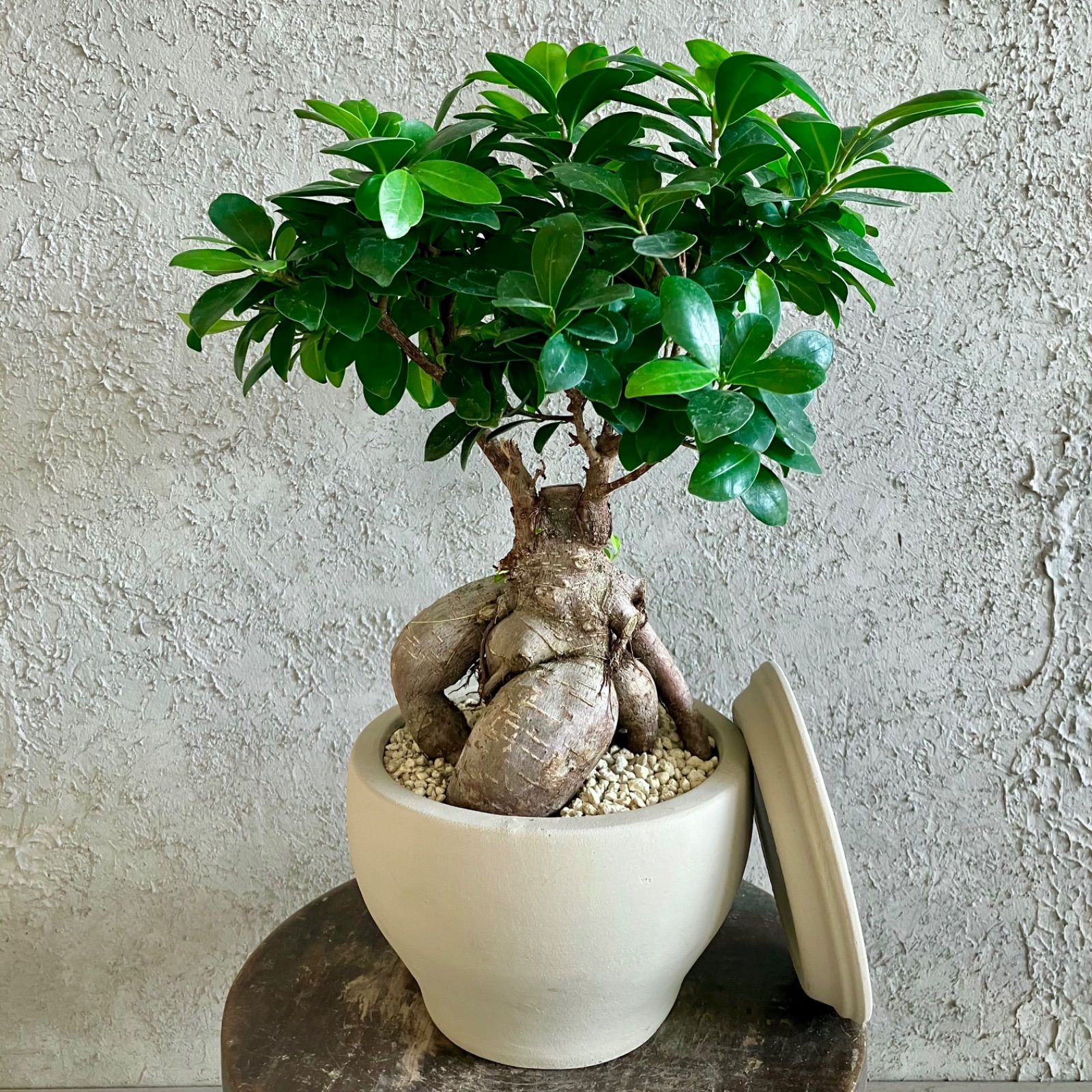 美品】岩田哲宏 エッジプレート 白 6寸 19cm 3枚セット販売 受け皿