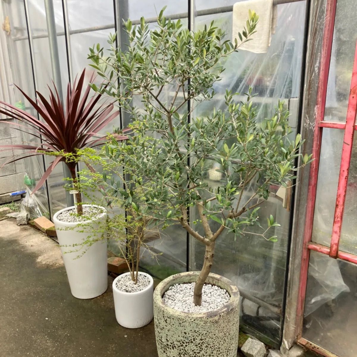 引き取り限定 オリーブ鉢植え