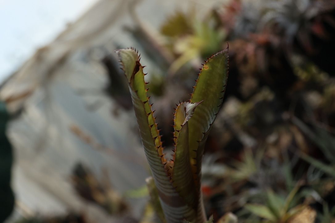 Billbergia 'La Vie en Rose' - メルカリ