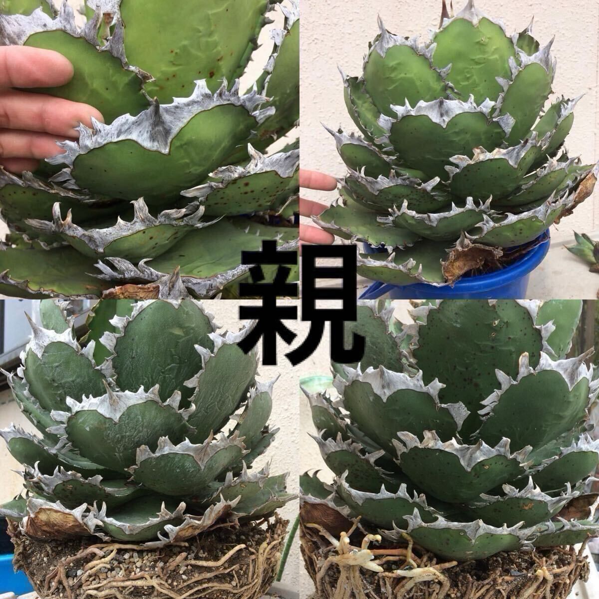 アガベ チタノタ イタリア カキコ Agave titanota chain アガベ チタノタ チェーンタイプ カキコ