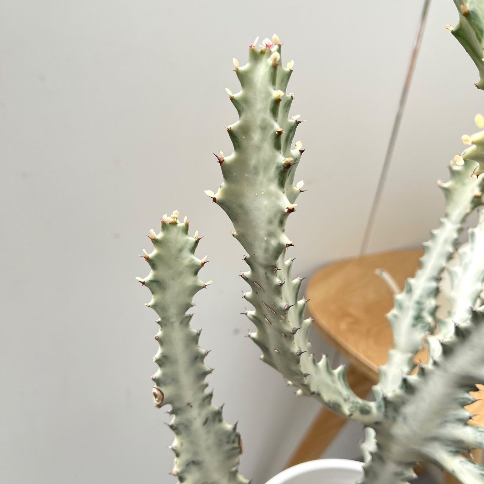 多肉植物　C’est ci bon【Fine農場】　韓国苗 Amazon.co.jp: C！！多肉植物 ピンクベラ錦 韓国苗 美苗 農園直売 観葉