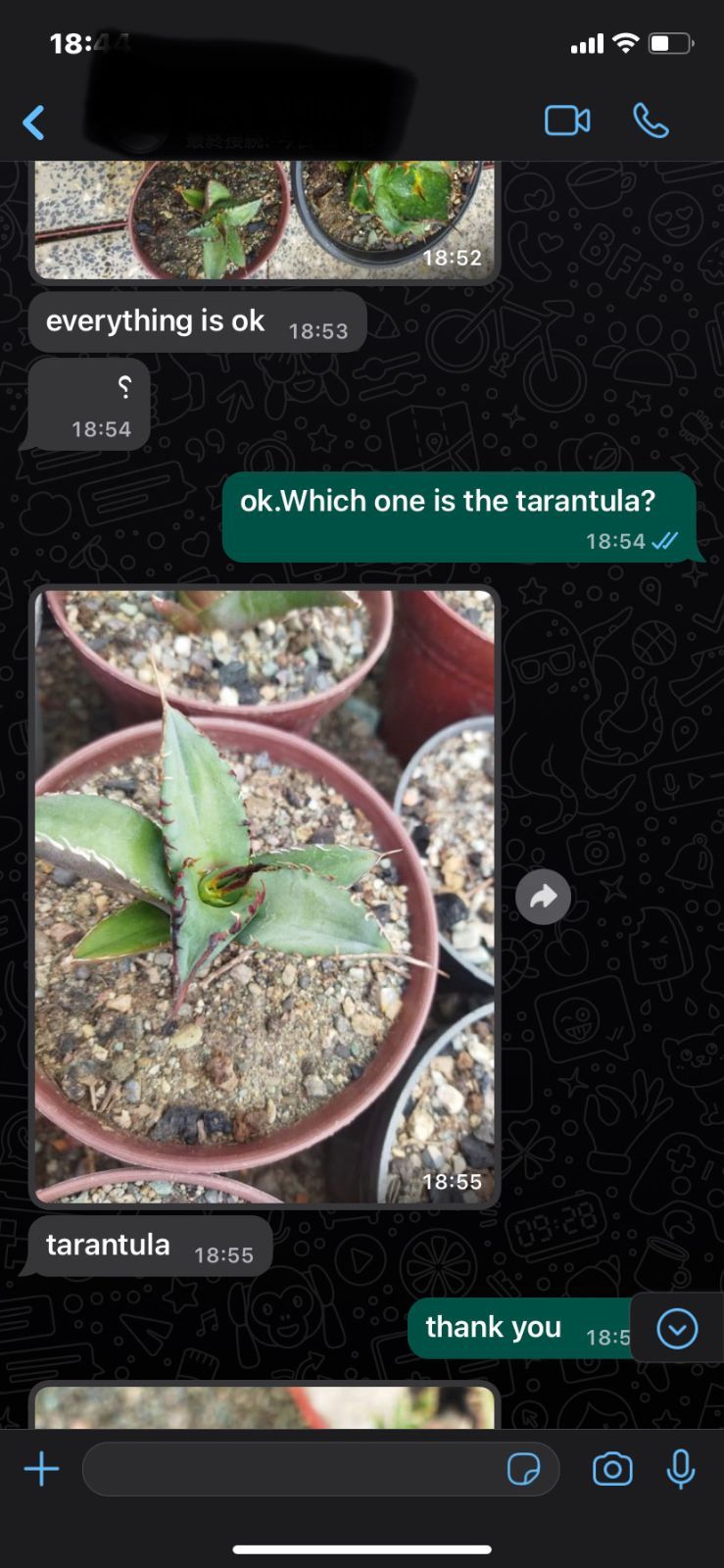 アガベ チタノタ タランチュラ イラン産 子株 - メルカリ