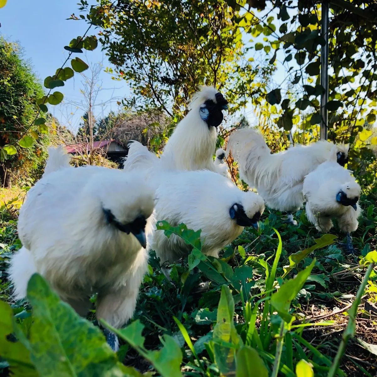 東京烏骨鶏の卵 烏骨鶏 ニワトリ 放し飼い 平飼い有精卵 TKG