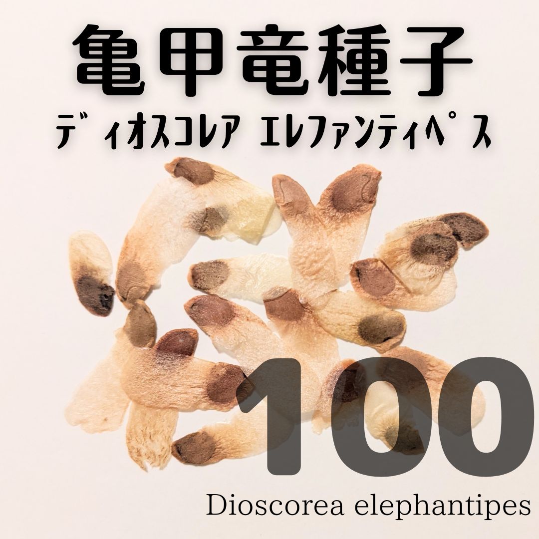 アフリカ亀甲竜　種子100粒