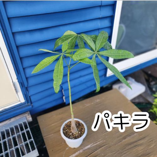 ただよです。パキラ 楽天市場】パキラ（幹太タイプ） 黒色 モスポット シリンダー型