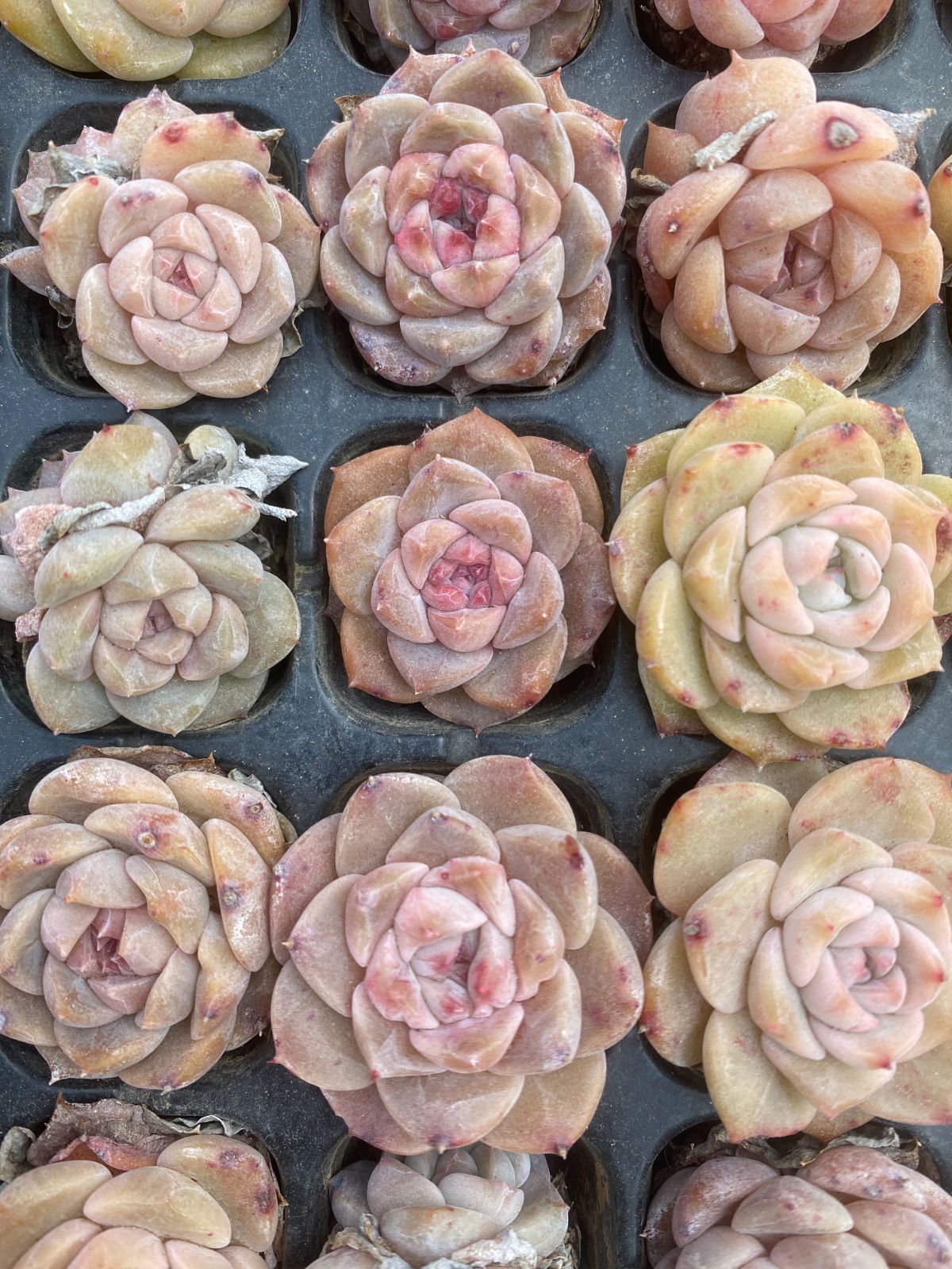 新入荷 飴心・ピンク 鮮やかな105苗セット 土と根付き 多肉植物