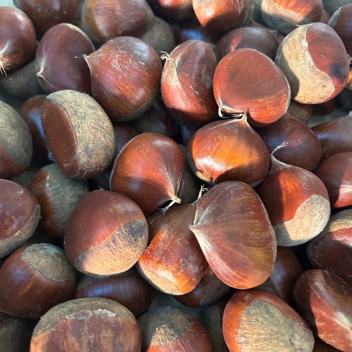 信州小布施産生栗15キロ