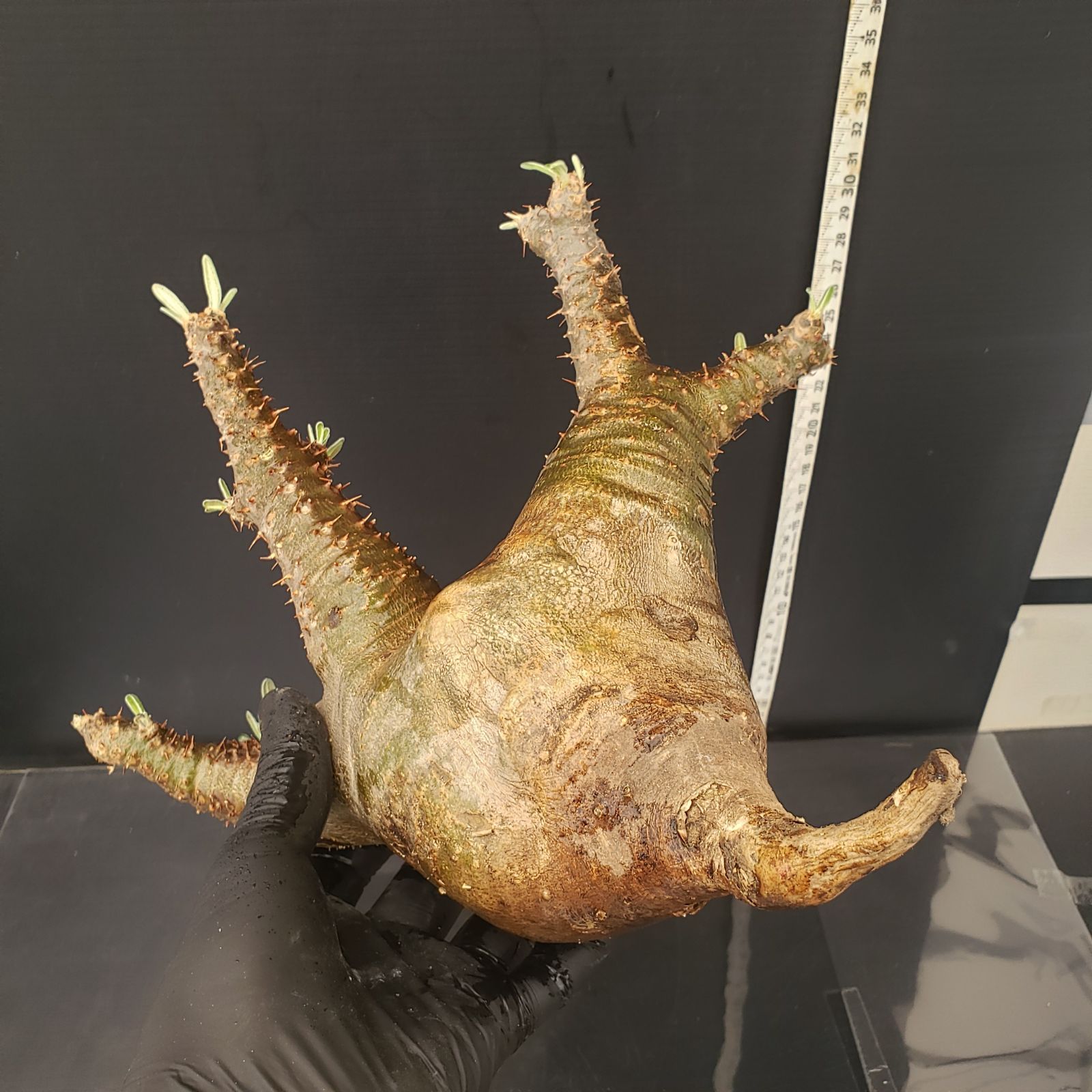 パキポディウム・現地球マカイエンセ(抜き苗) 楽天市場】観葉