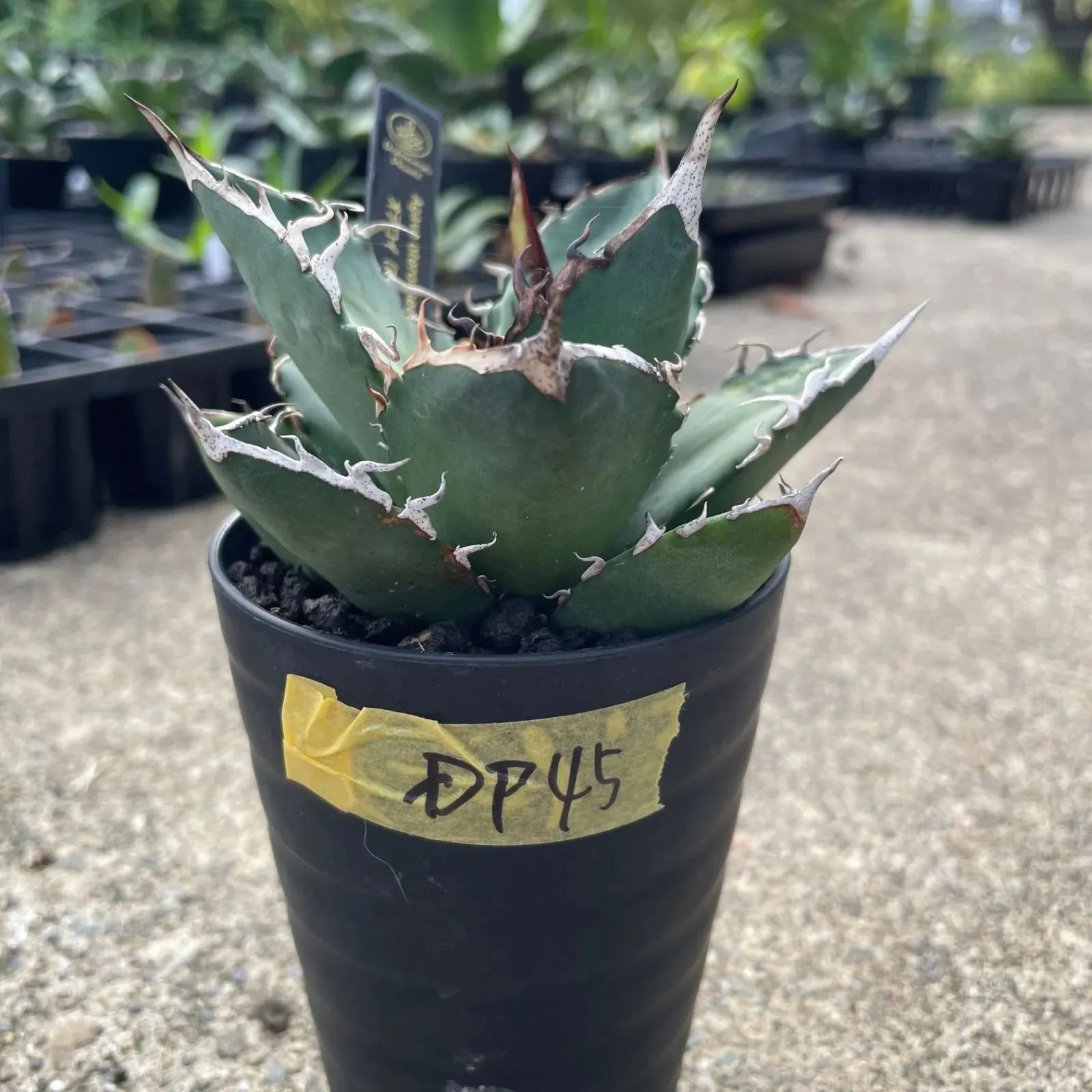 アガベ オテロイ 実生 選抜株 選抜株】アガベ・オテロイ 特選株 ぷっくりタイプ 2号