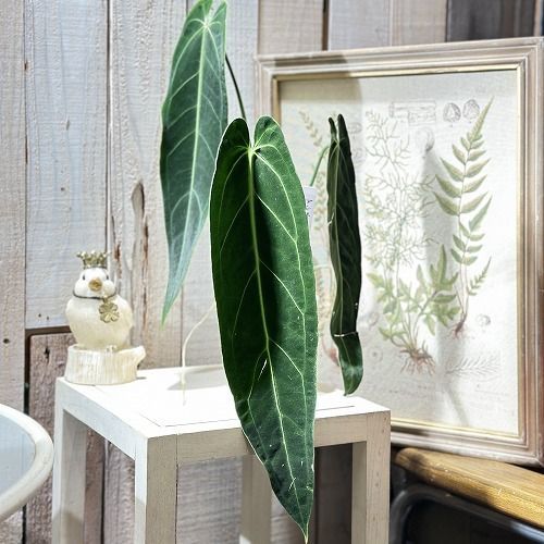 アンスリウム　3点セット 観葉植物 アンスリウム 3号 レッド Color Crack(カラークラック) 付き