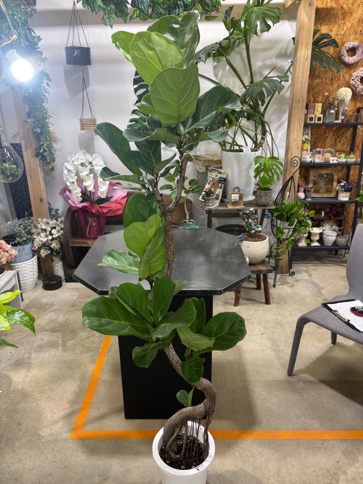 カシワバゴム 曲がり 8号 フィカス ゴムの木 オシャレ インテリア グリーン ショップ 観葉植物