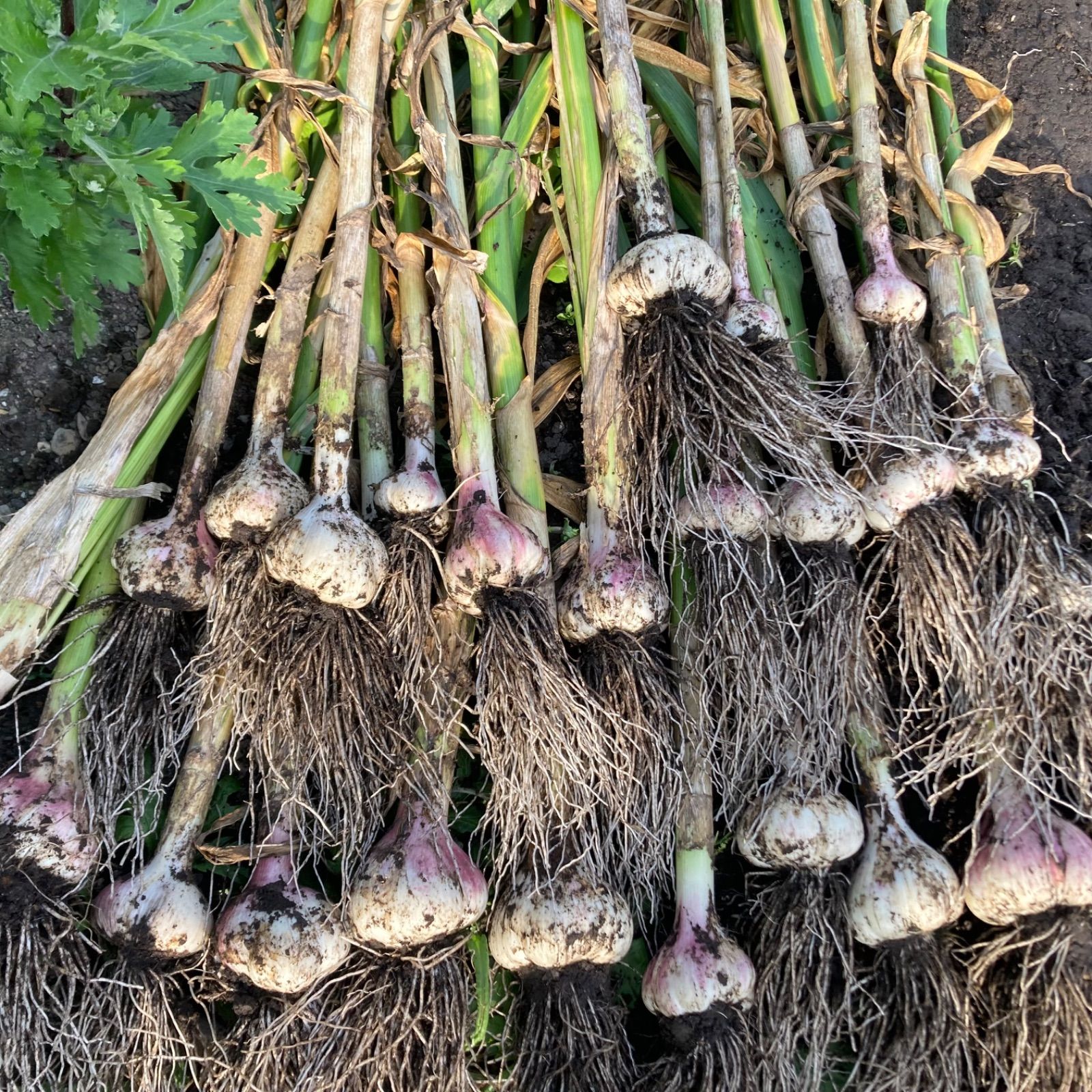 北海道在来種 生ニンニク1kg 大玉サイズ ピンクにんにく 除草剤・農薬