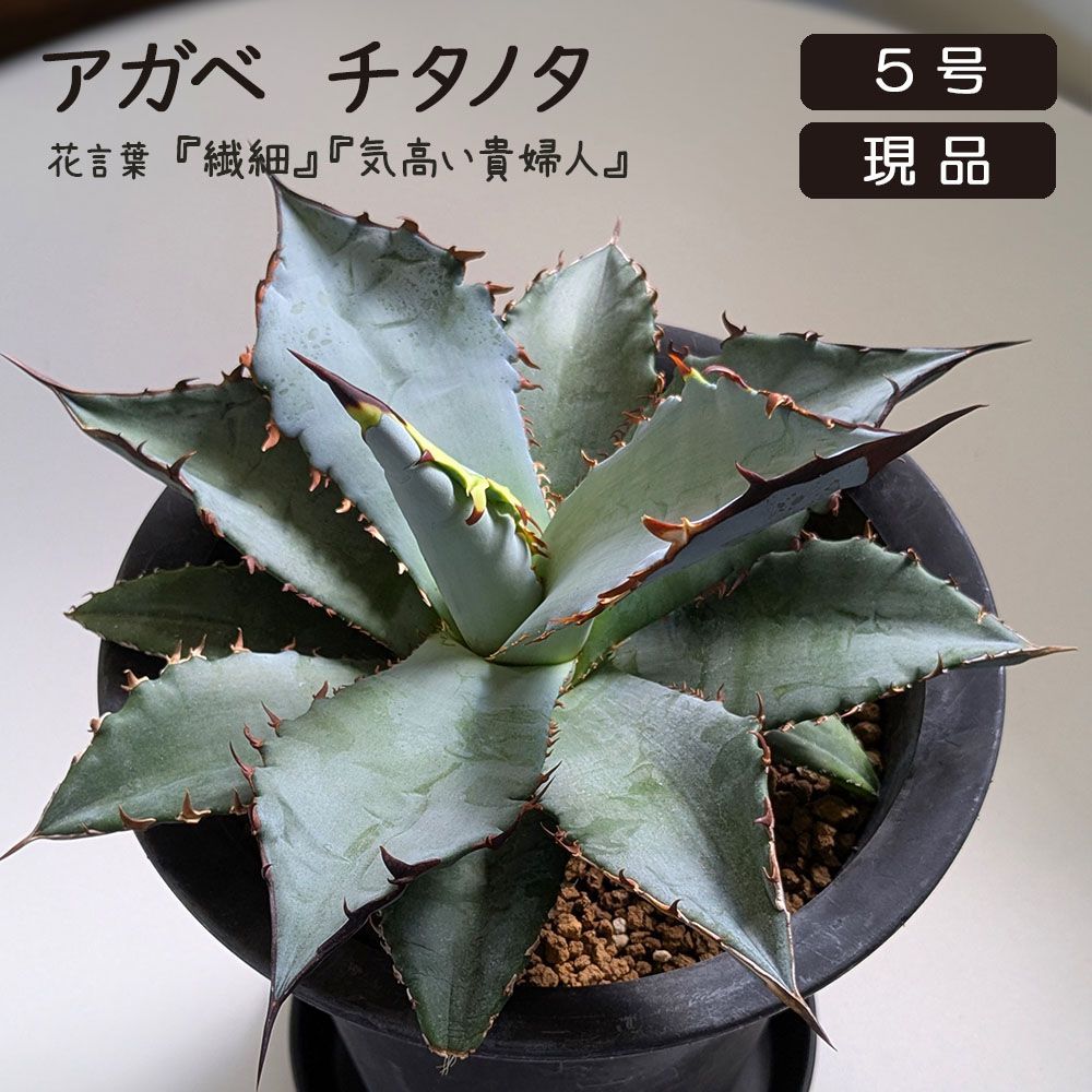 セルリアやローズヒップを秋色をシックに束ねた スワッグ ドライ