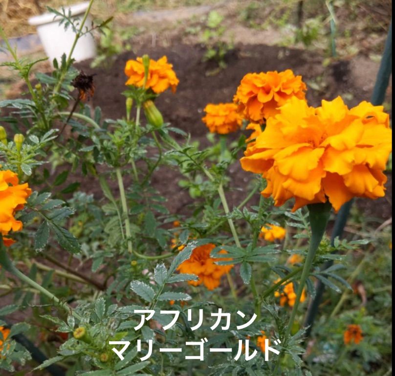 メルカリShops - 赤花除虫菊 ロビンソンミックス 種30粒➕おまけ アフリカンマリーゴールドの種