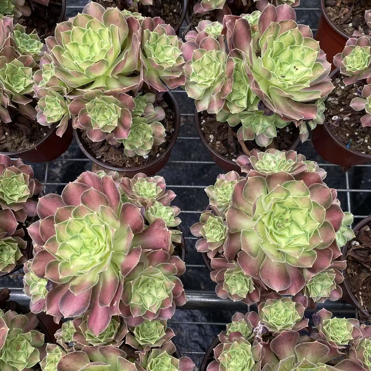 ZM405×105 ランホウセキ 土付き 肉厚 多肉植物 アエオニウム