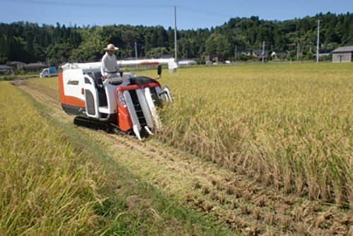 無洗米　10kg コシヒカリ　新米　栃木県産　令和4年産　送料無料　米　10キロ-5