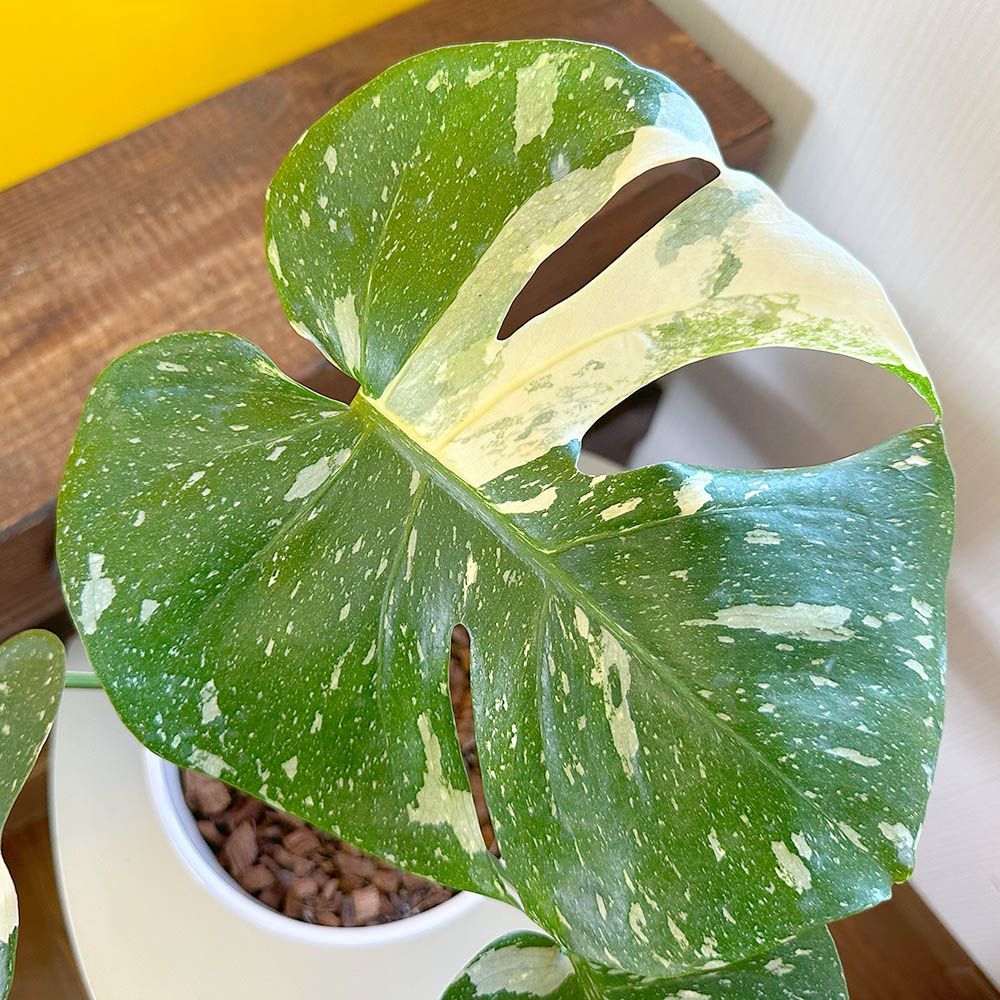 ［現品］【希少】8番　モンステラ　デリシオーサ　斑入り　観葉植物　室内　レア 608fc23a008f4a26508646a43dc108