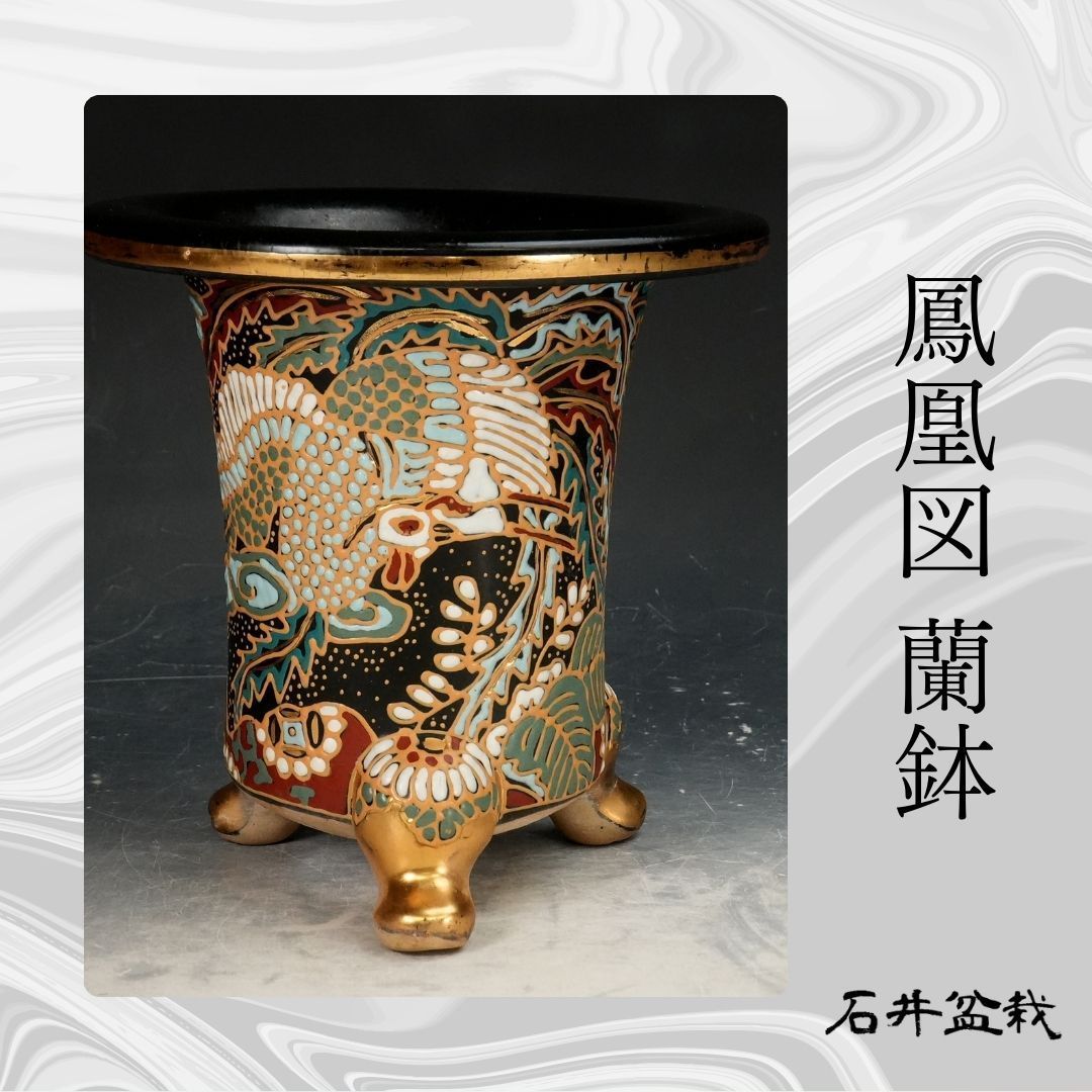 石井盆栽 鳳凰図 蘭鉢 盆栽鉢 万年青鉢 オモト 植木鉢ｐ-153