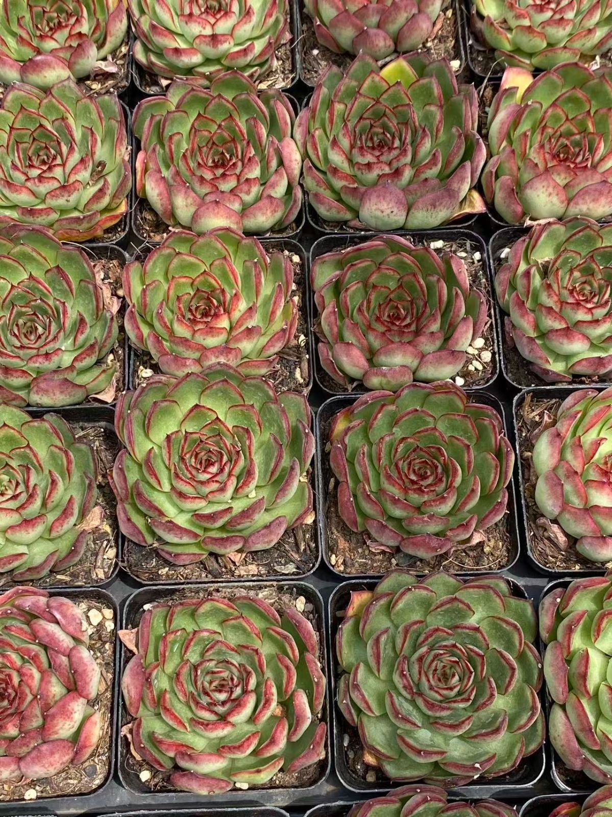 あづあづ【プロフ必読】 のあ （プロフ必読様 専用 あづあづ【プロフ必読】 あづあづ【プロフ