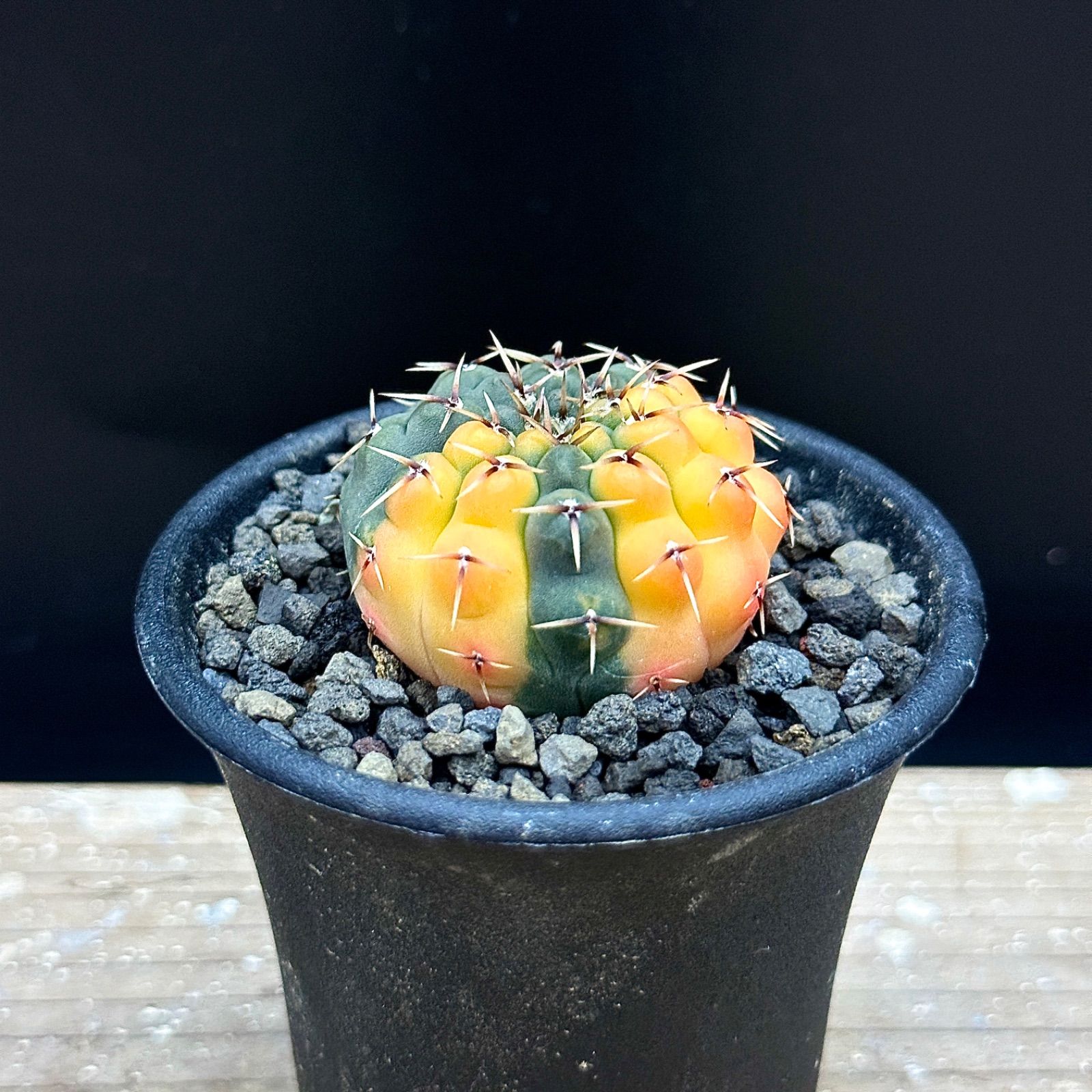 植物・ランタンなどのテーブル　アガベ　塊根植物 アガベ・塊根植物におすすめ！】Lim iron craftのミニ植物棚をご