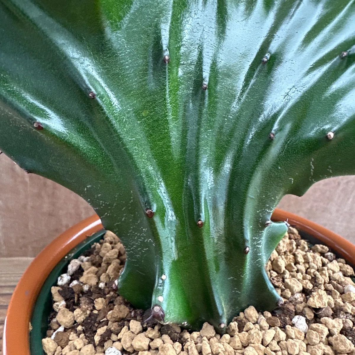 特大　Euphorbia lactea 綴化　斑入り　鉢のまま発送　コーデックス 特大 Euphorbia lactea 綴化 斑入り 鉢のまま発送 コーデックス