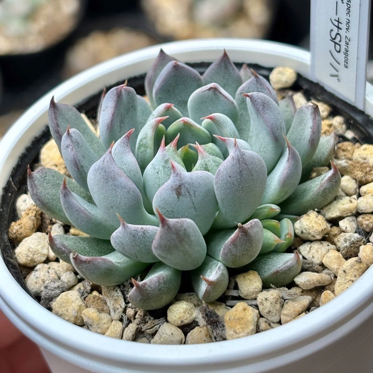 ☆超レア美苗！☆ザラゴーサSPノバ（子株付き）多肉植物（土ポット