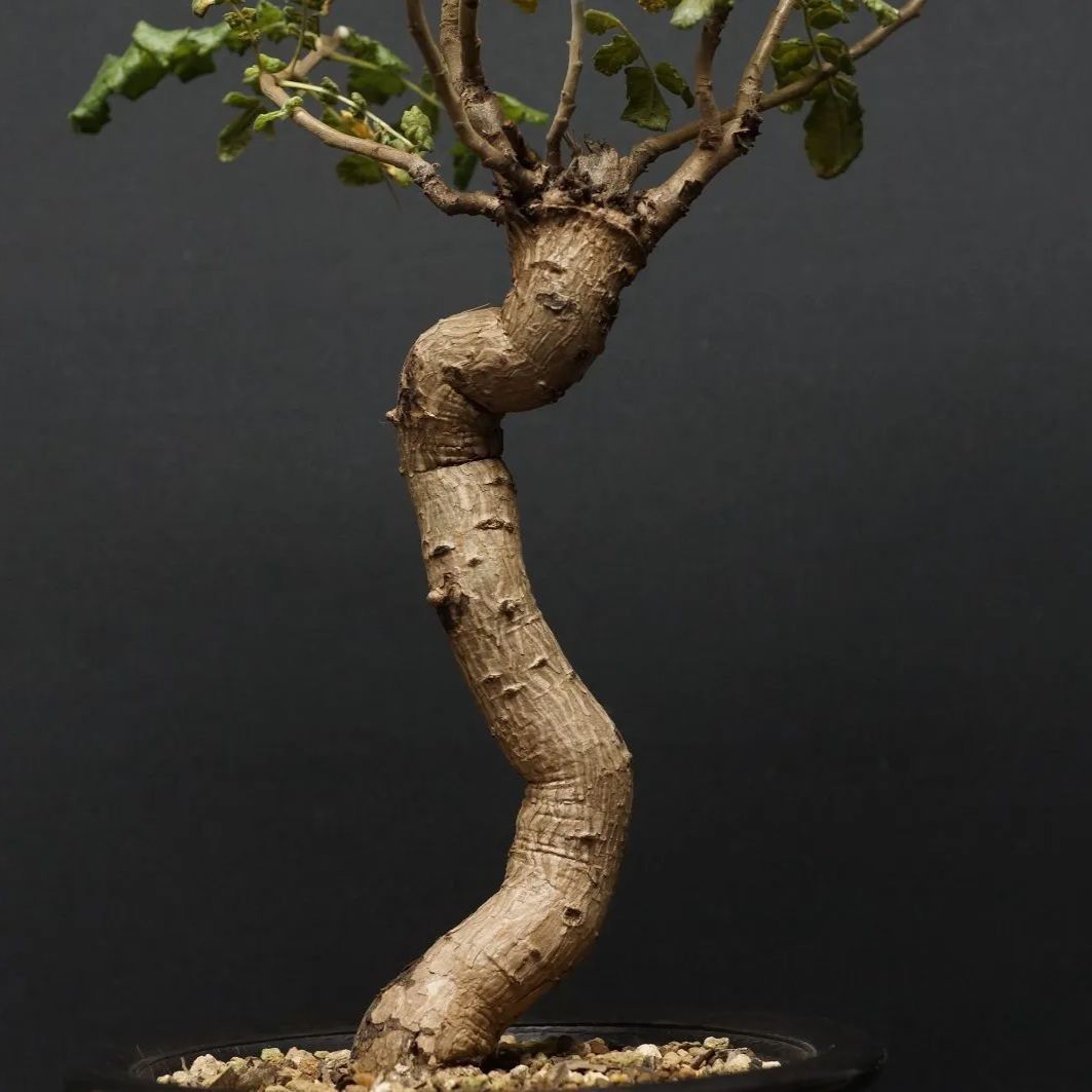 Boswellia sacra
