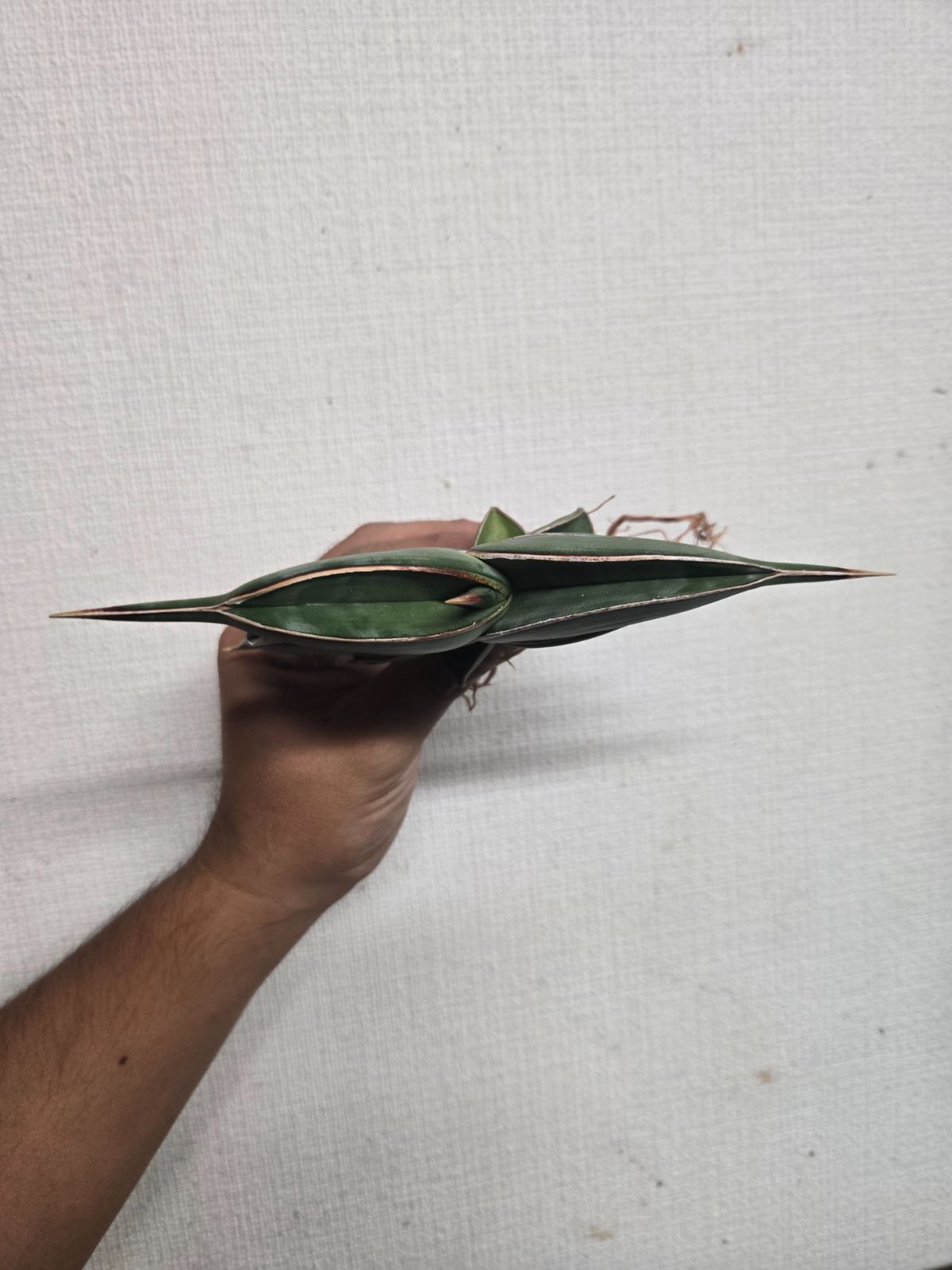 サンセベリア☆ロリダ 超特大株！ 特価！ ヒ*ロ様 【極上株