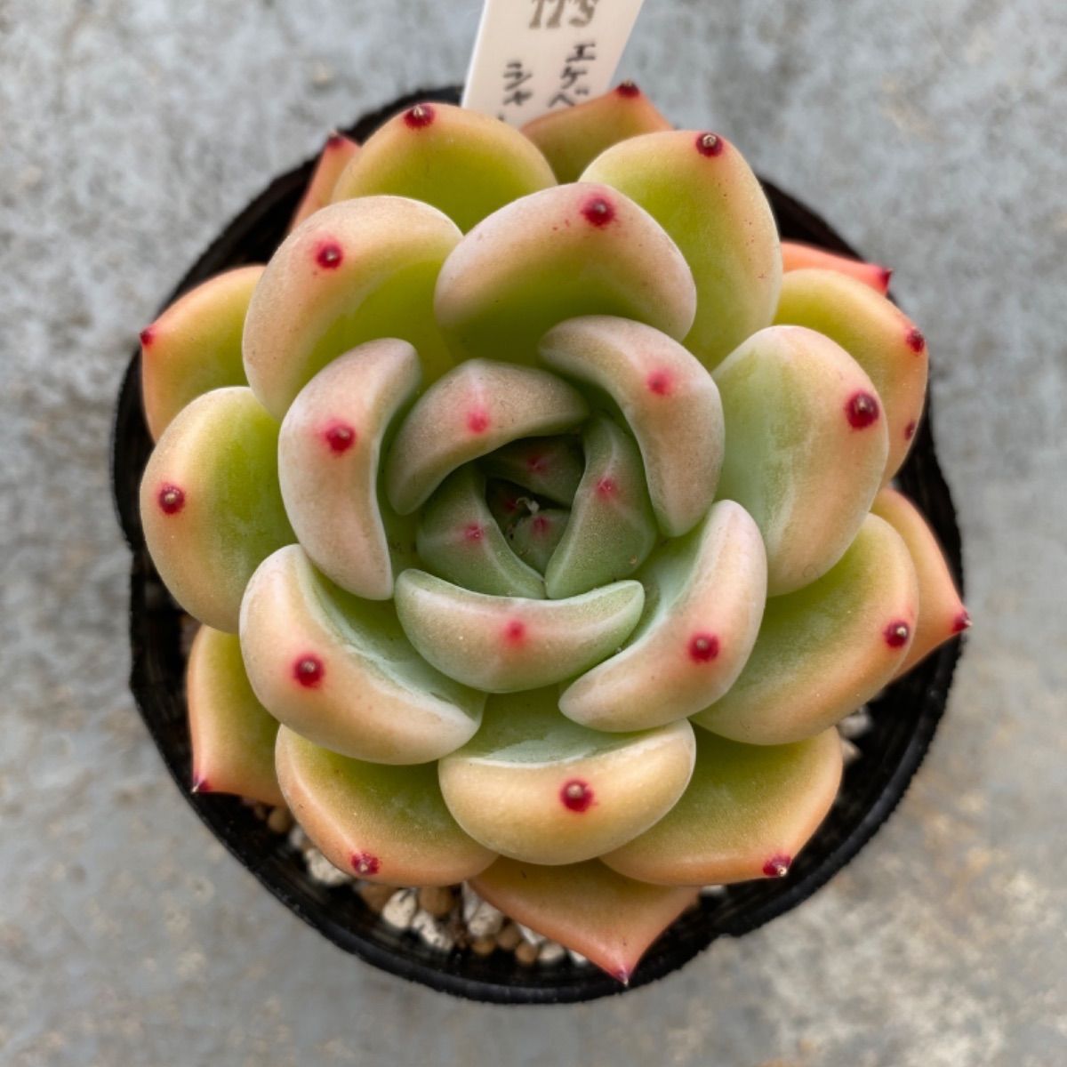Bian家様専用＊多肉植物 エケベリア アガボイデス シャーロット ※お 
