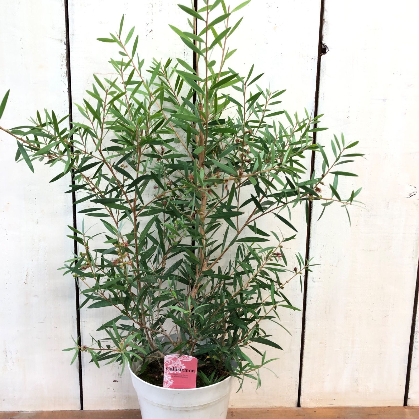 カリステモンピンディーピンディー - メルカリ