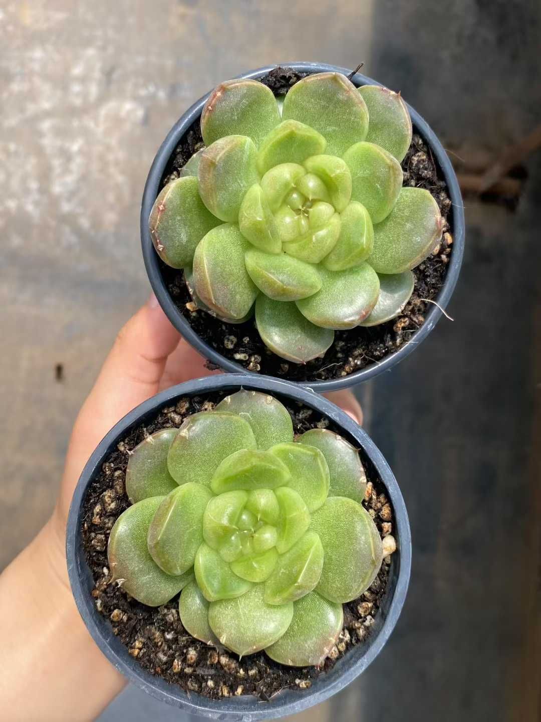 36株の抜き苗セット ブルーウォーター 多肉植物 佐川急便発送 エケベリア 韓国苗 MY384 YUZUMIYA_COM