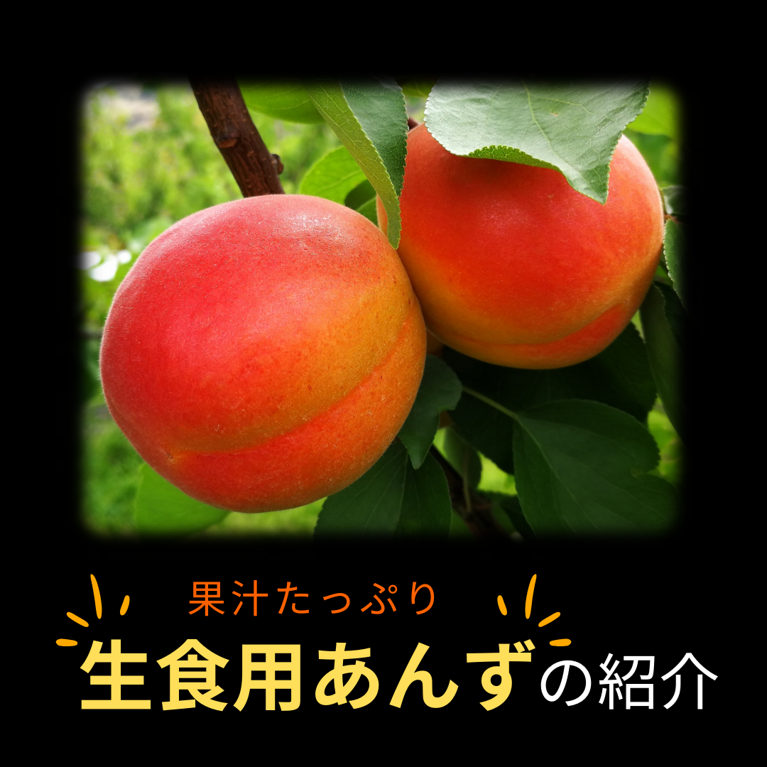 小玉あんず～杏シロップ・杏酒用～【内容量】約1.8kg【配送方法】クール配送【サイズ】L以下【品目】杏（あんず）【品種】当店お任せ【産地】長野県【規格】ご家庭用A品B品混合【詰め方】バラ詰め【配送までの日数】1～4日