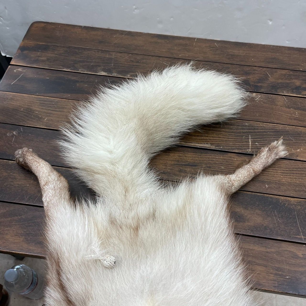 たぬきマフラー たぬき 狸 リアルファー マフラー Yahoo フリマ 旧