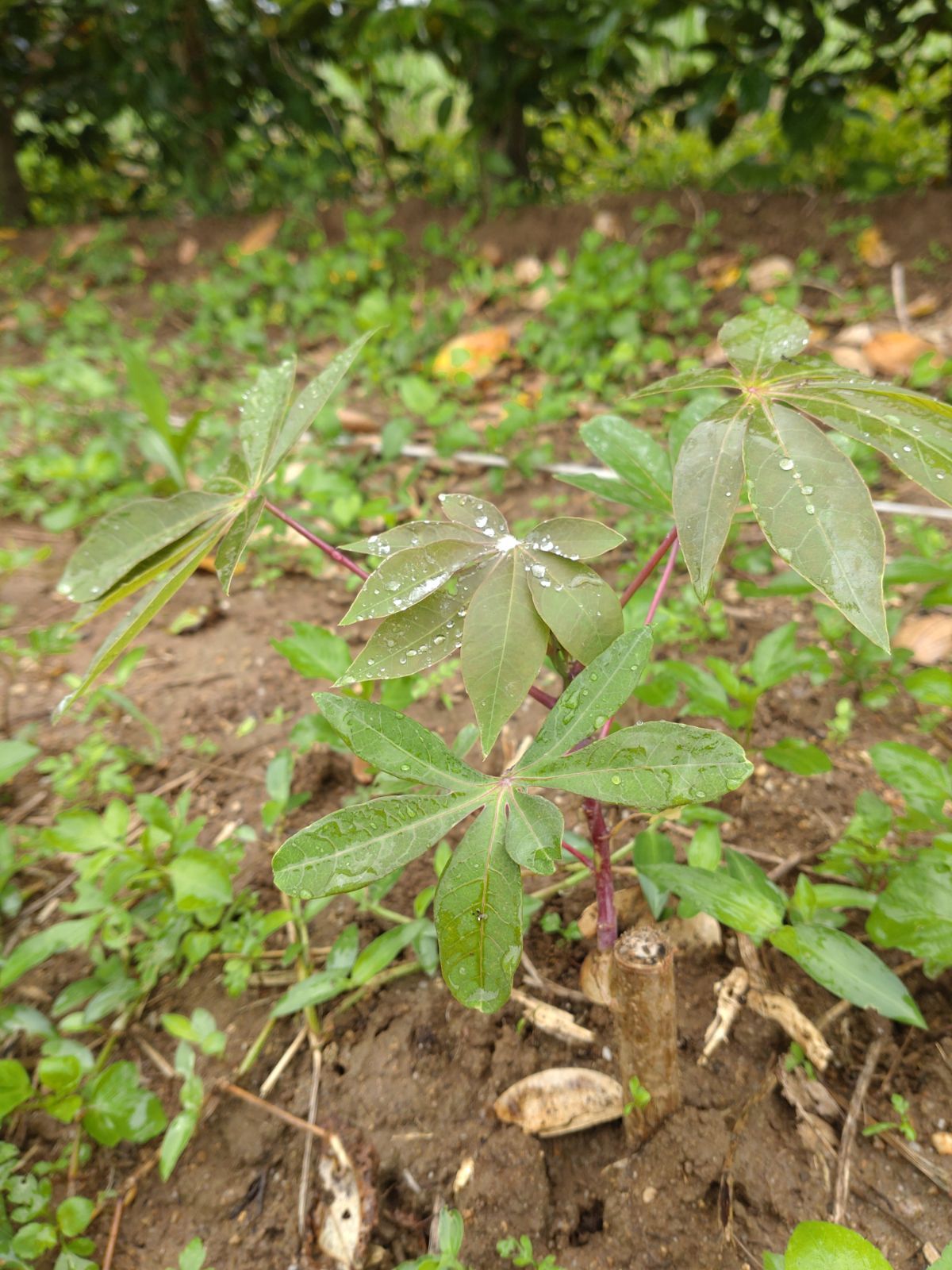 ☆キャッサバ挿木用苗木(穂木)50本入り☆(黄色系スイート種)・沖縄県石垣島産 - メルカリ