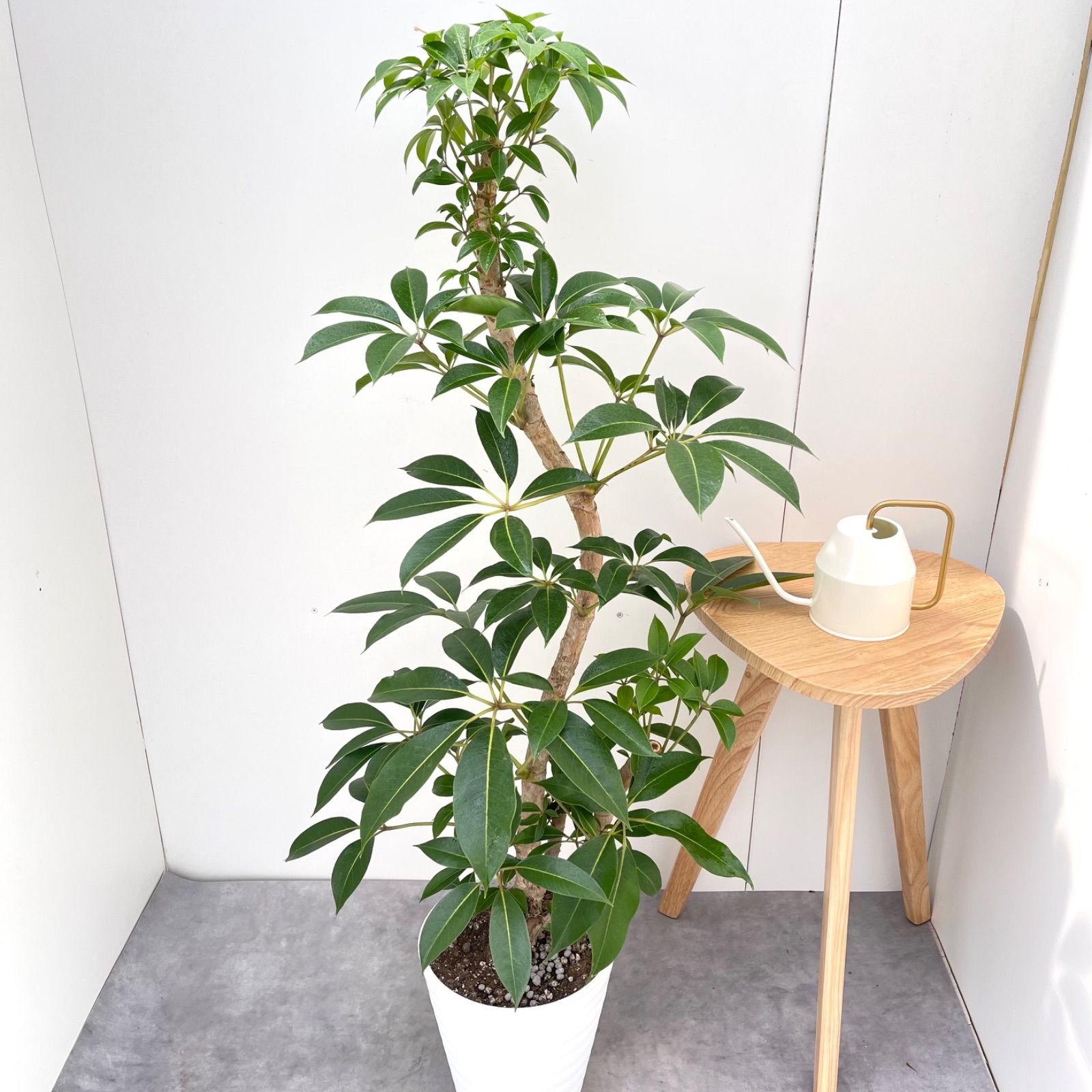 ツピタンサス シェフレラ ピュックレリ 現品 観葉植物 室内